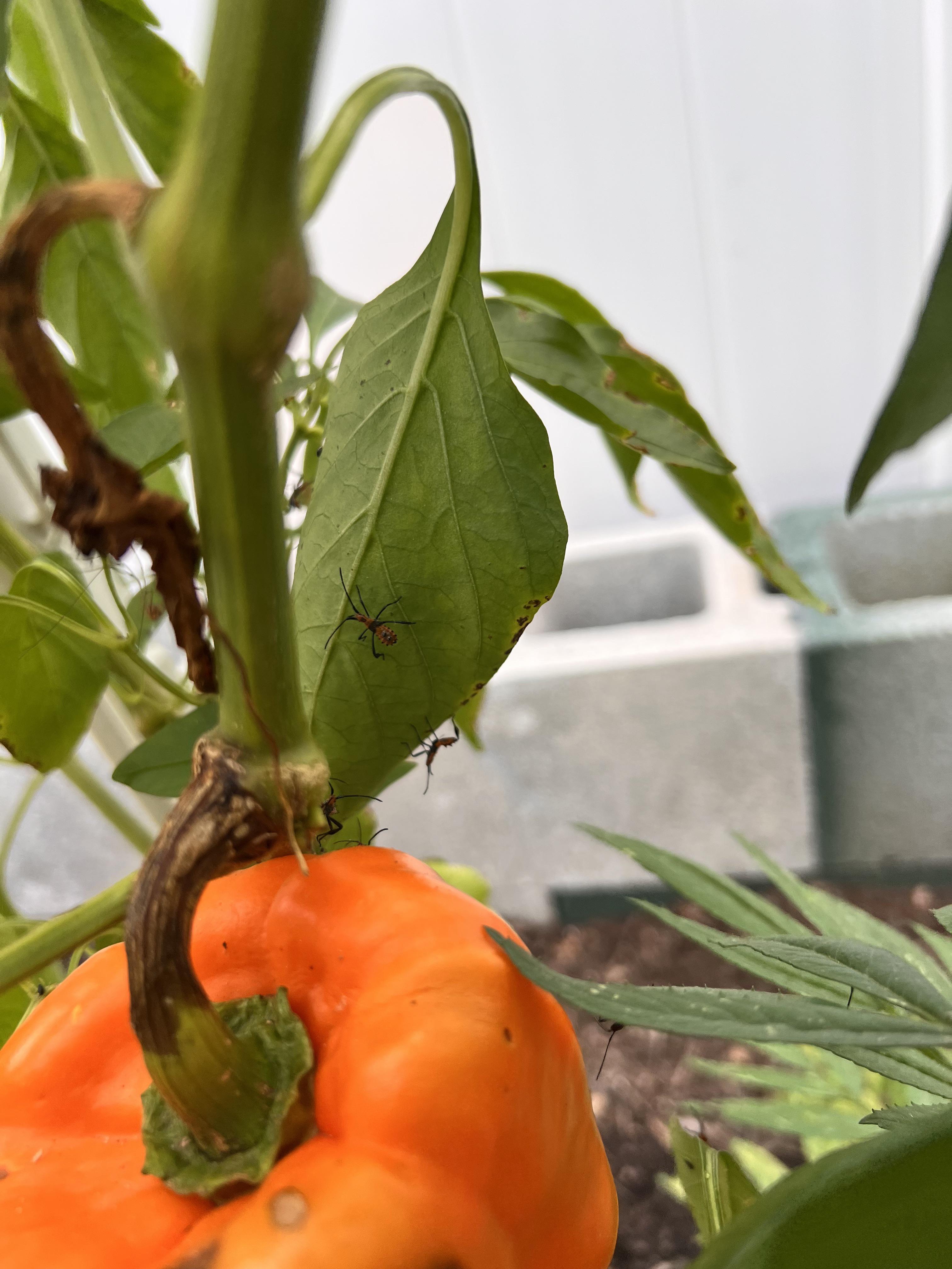 Anyone have any idea what kind of insect this is on my bell pepper