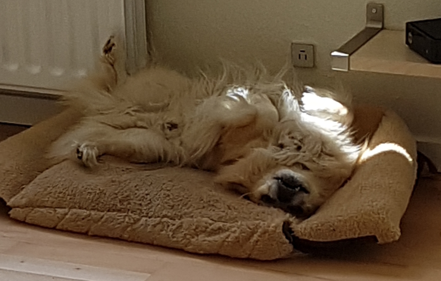 ...I think my dog broke? r/dogpictures