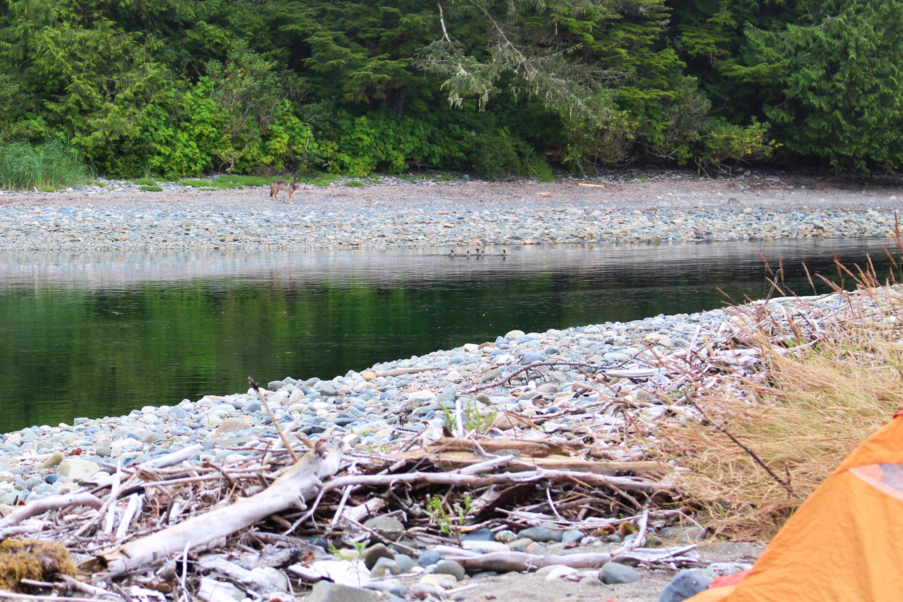 Camping in wolf country on Vancouver Island (pretty sure that he knew I