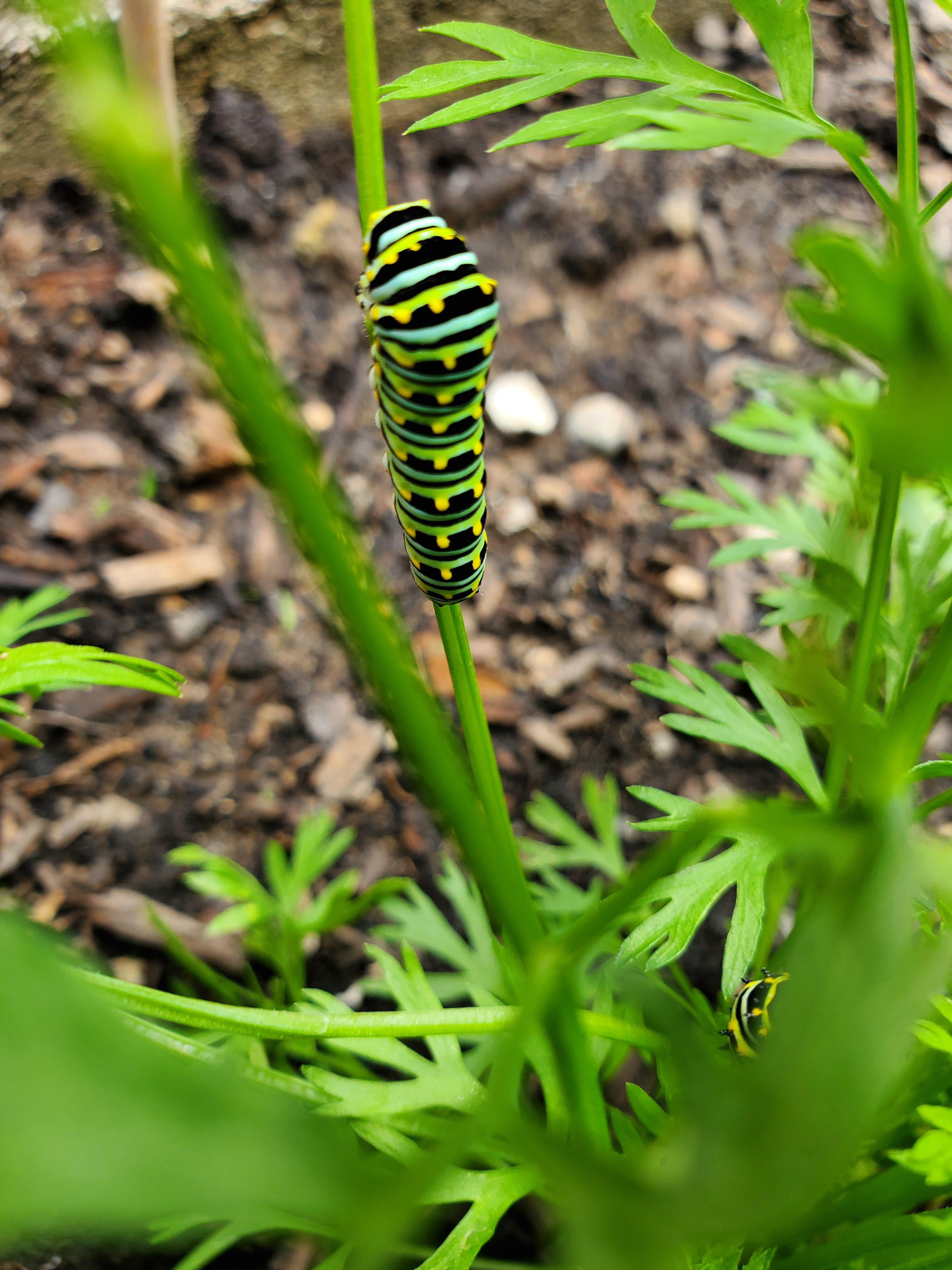 Are these one of the "bad" caterpillars that will harm my plants? There