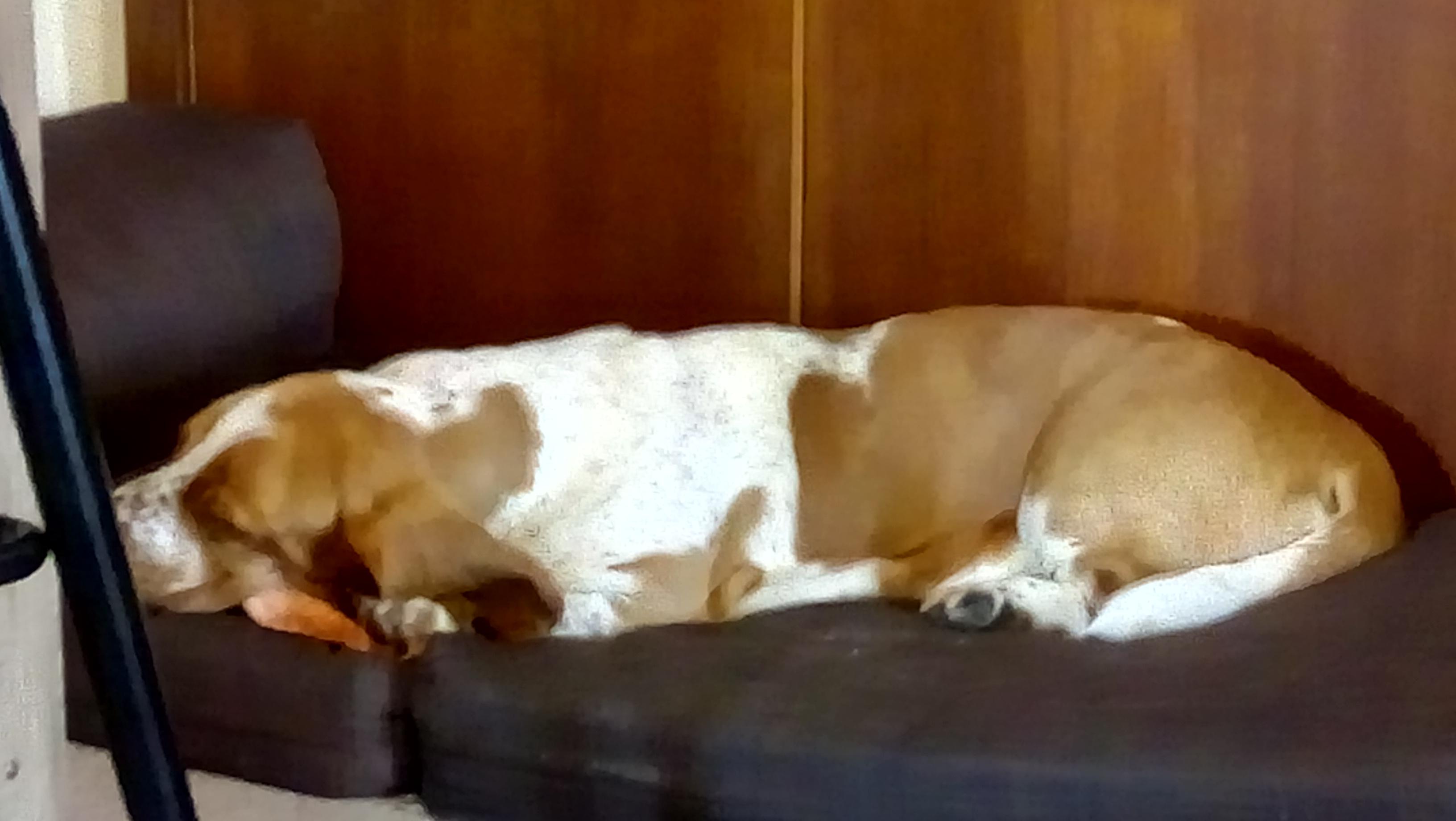 Happy basset chewing on a pig ear. r/basset