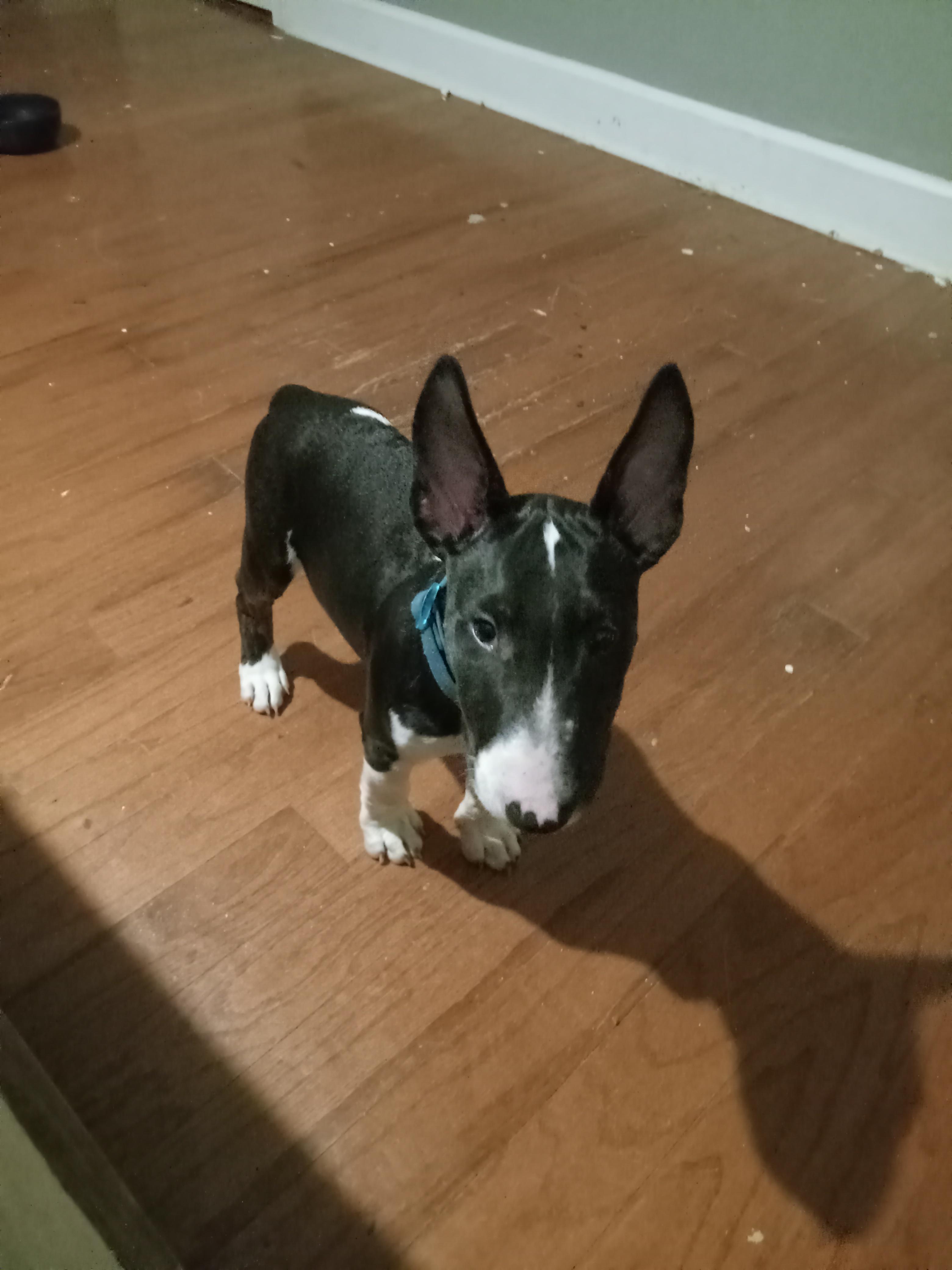 jellybean, 13 weeks, directly after ripping up his new bed r/BullTerrier