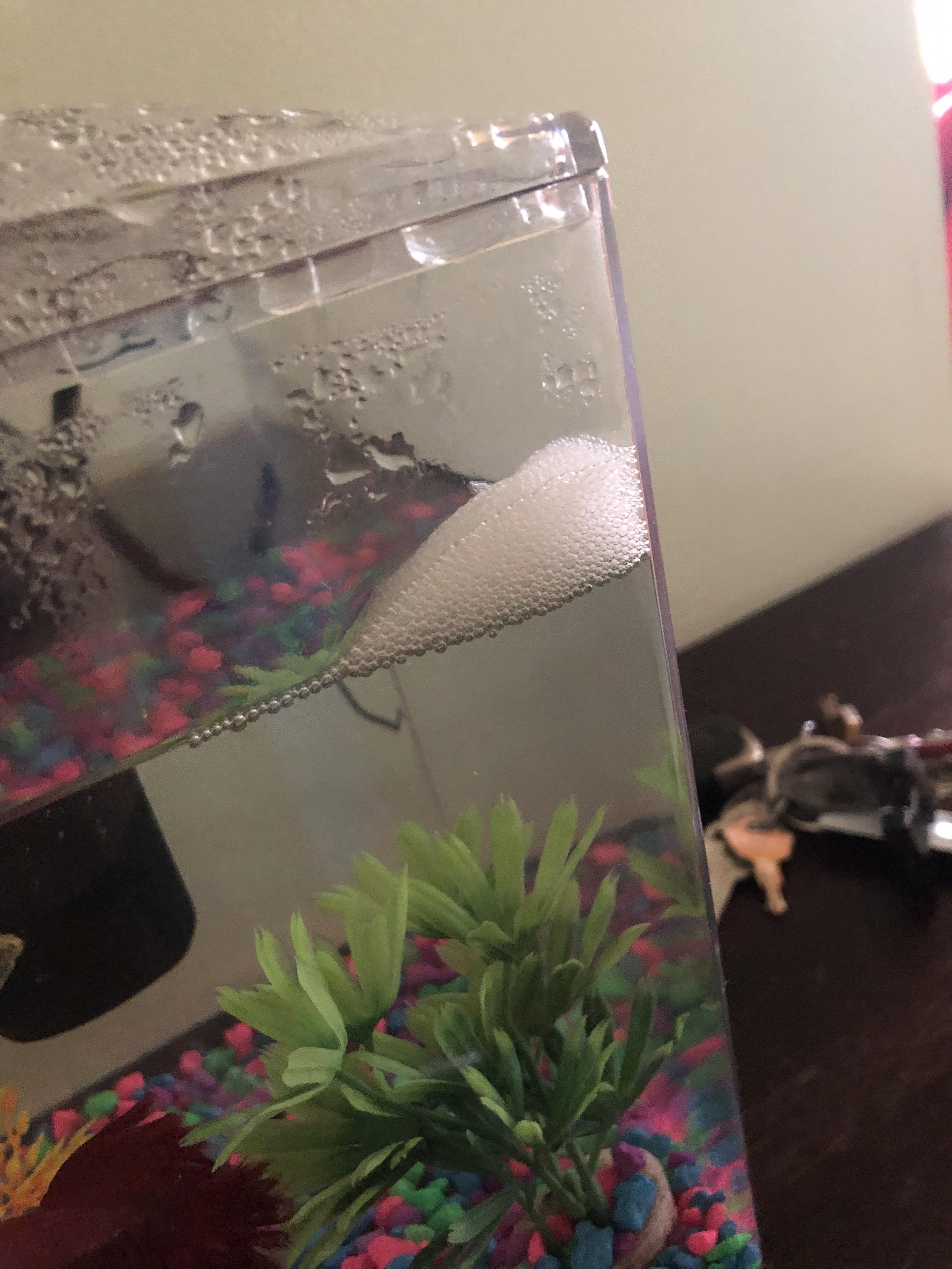 Beta Fish Tank. I saw this in the corner & curious if the bubbles mean