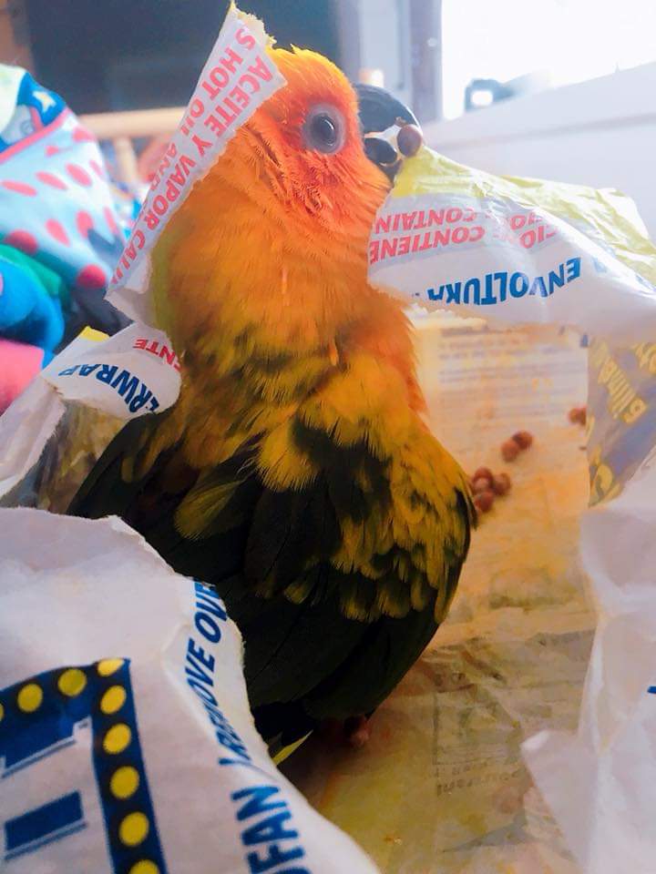 Popcorn Chicken! Now with 50 more butter r/parrots