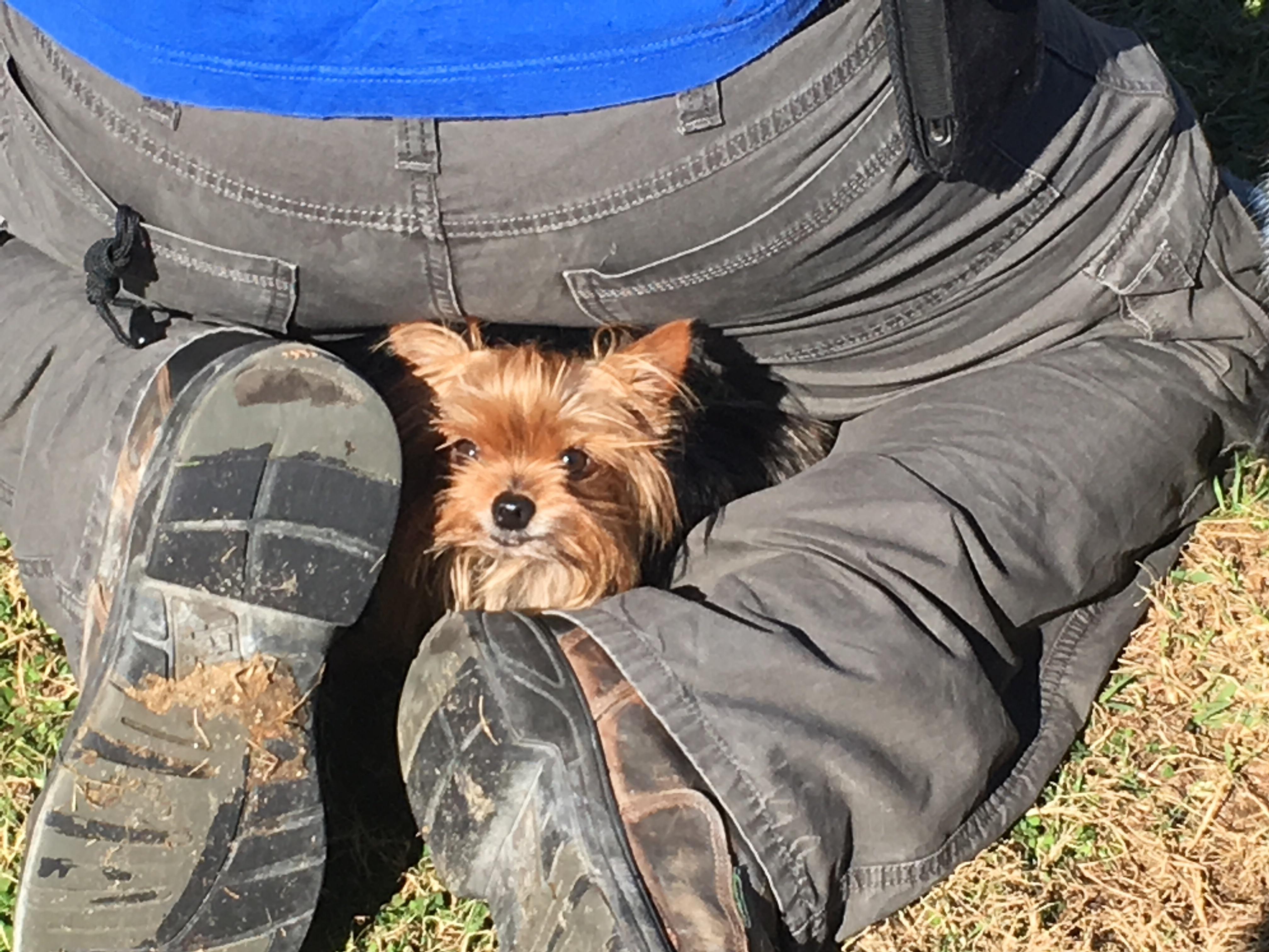 Izzy, our new 8 yo Teacup Yorkie rescue, found and interesting hiding