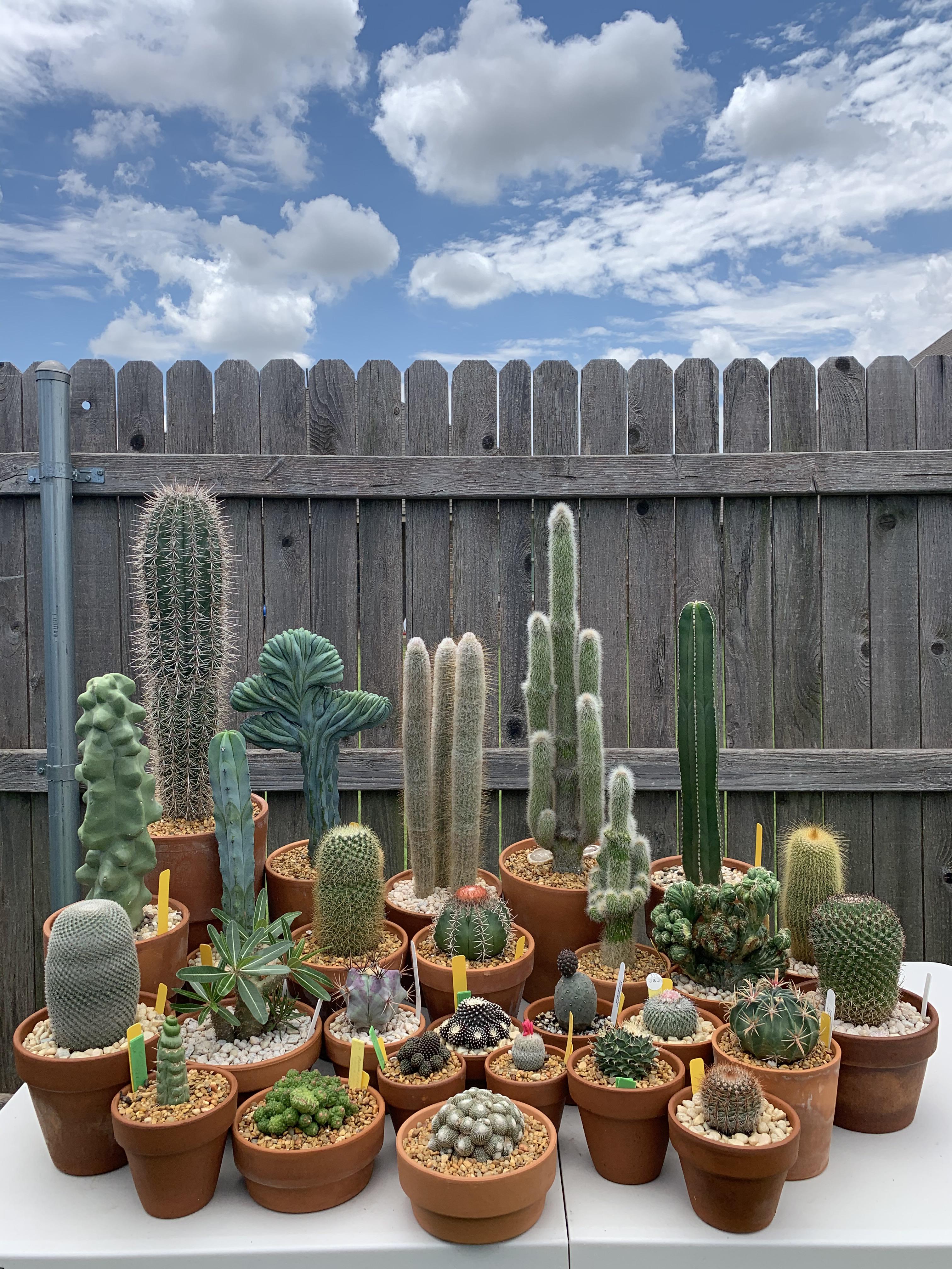 Some of my favorite cacti 🌵🌞 r/cactus