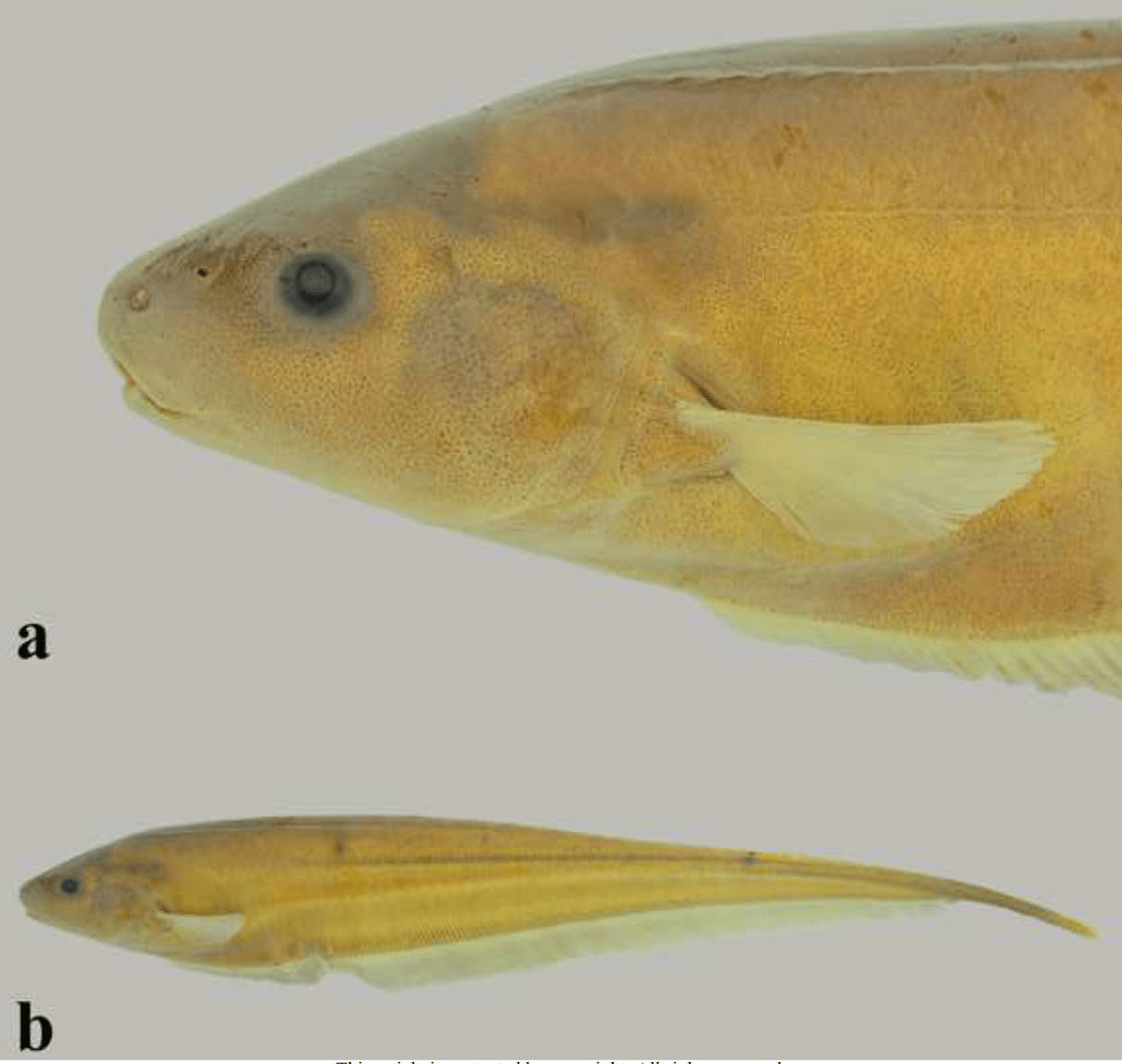 Eigenmannia dutrai, a new species of glass knifefish from the upper Paraná basin in southern