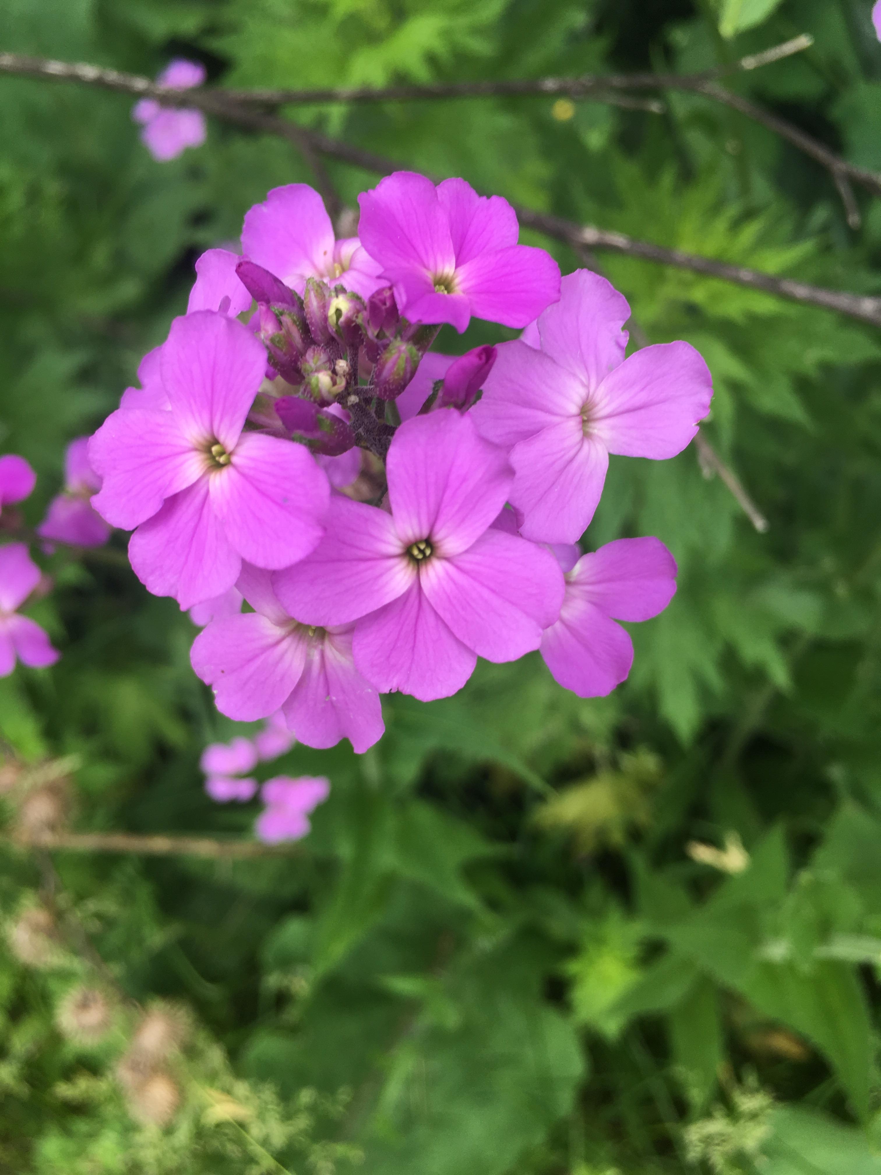 Found these wild flowers in the yard. What are they? Ontario, Canada
