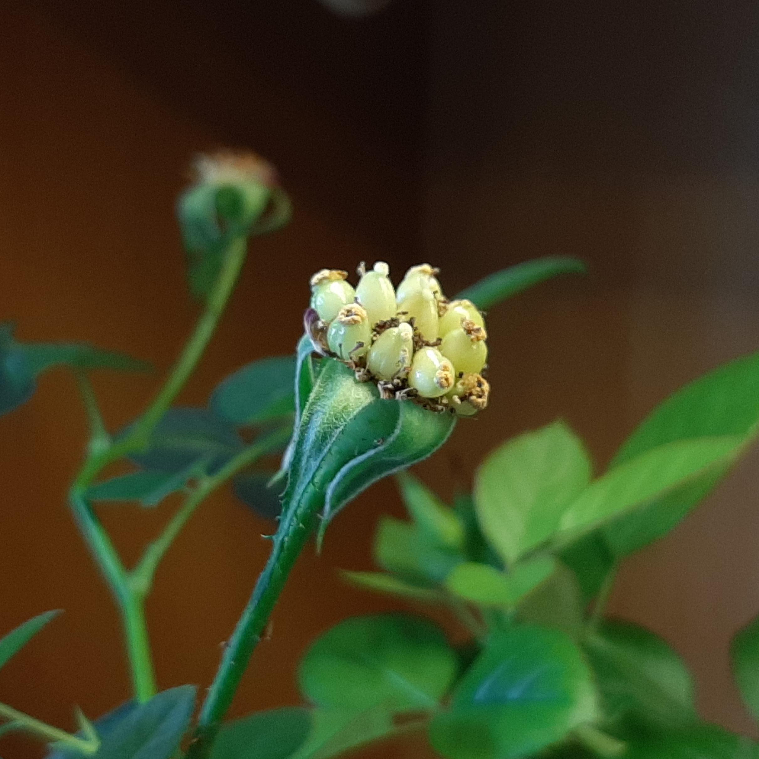 Hi! I'm trying to crosspollinate some dwarf roses and was wondering if