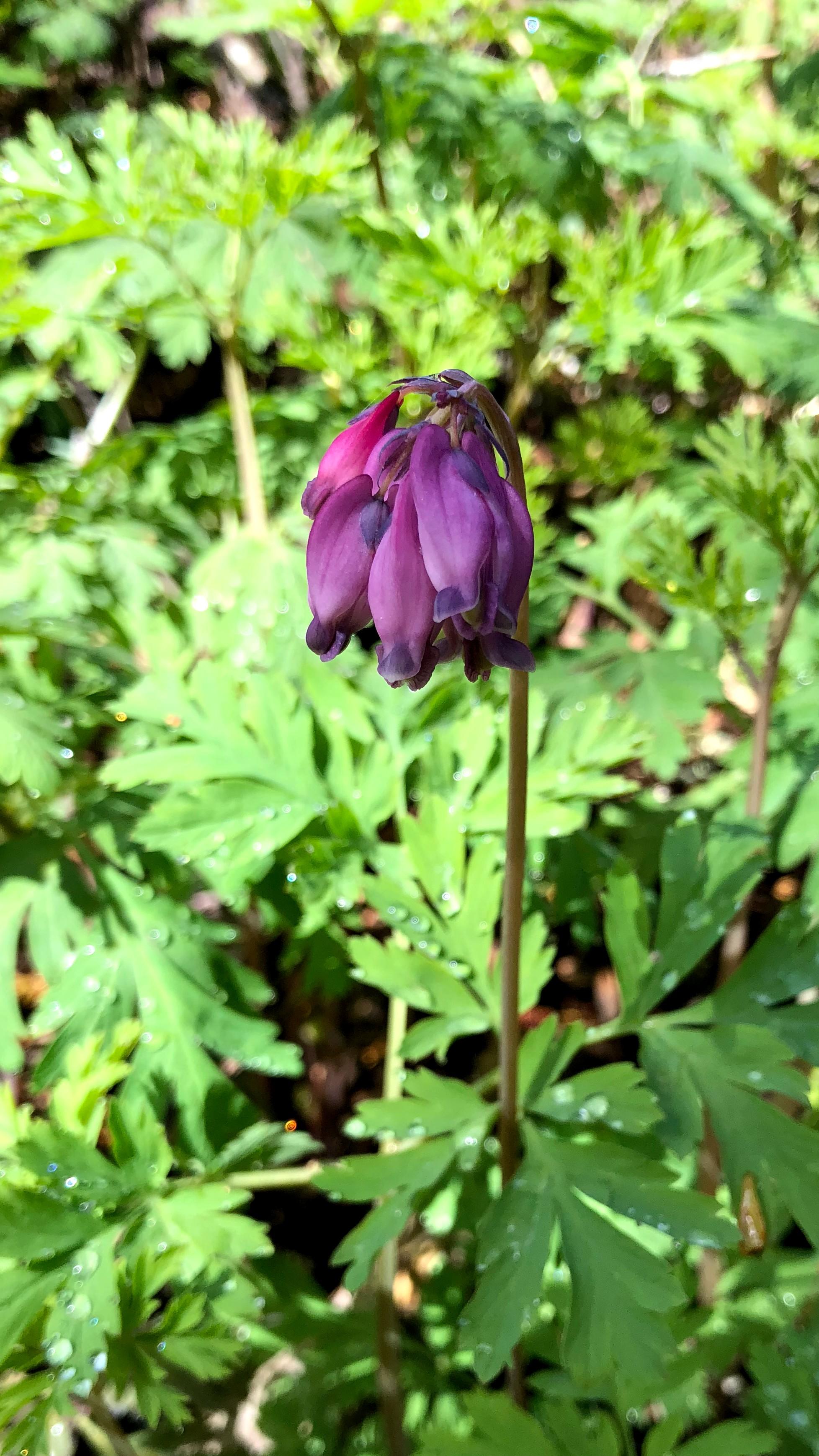 [Point Reyes National Seashore, California] [wild] Growing in a damp