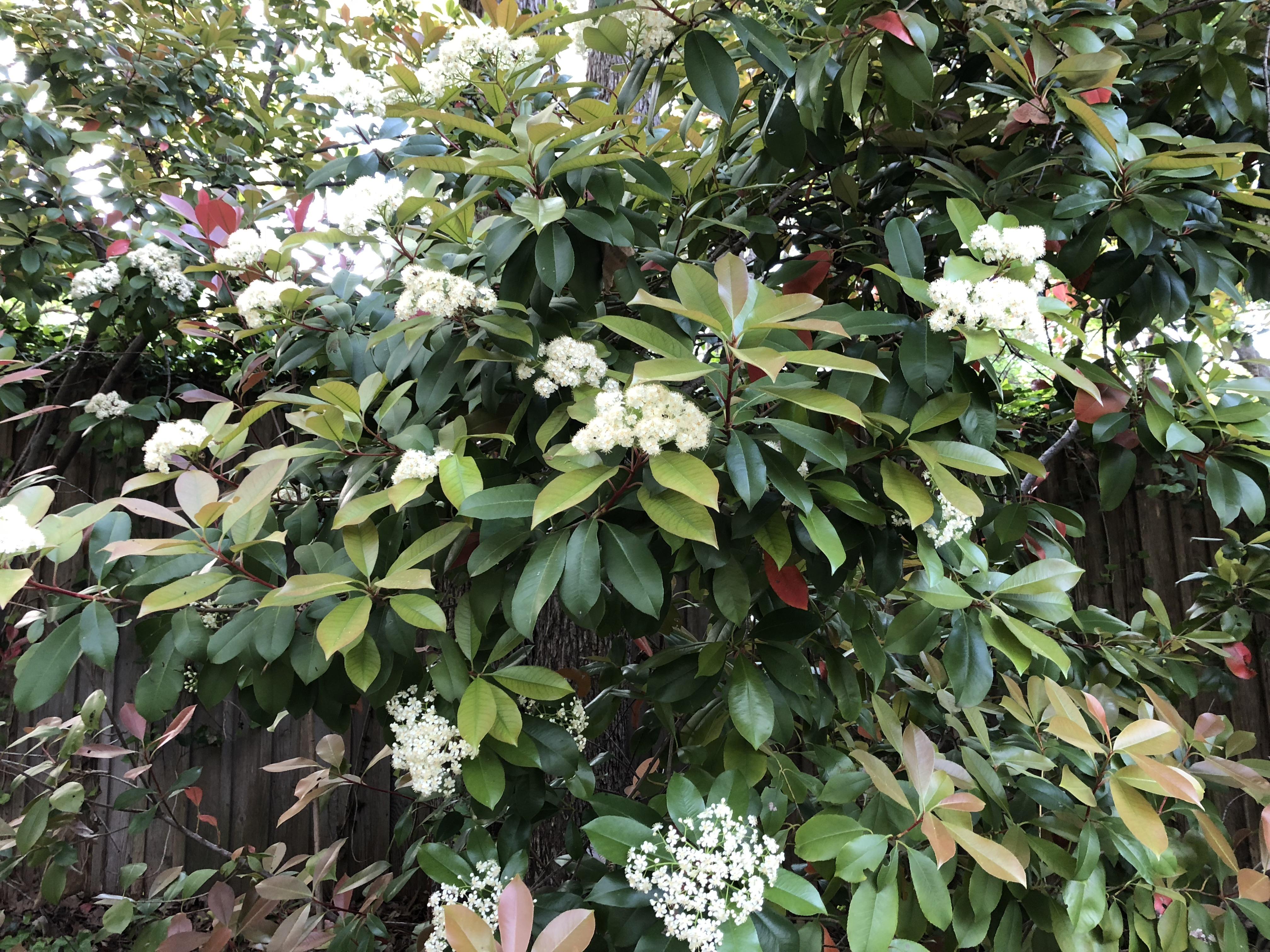 What is this bush that smells like semen r/whatsthisplant