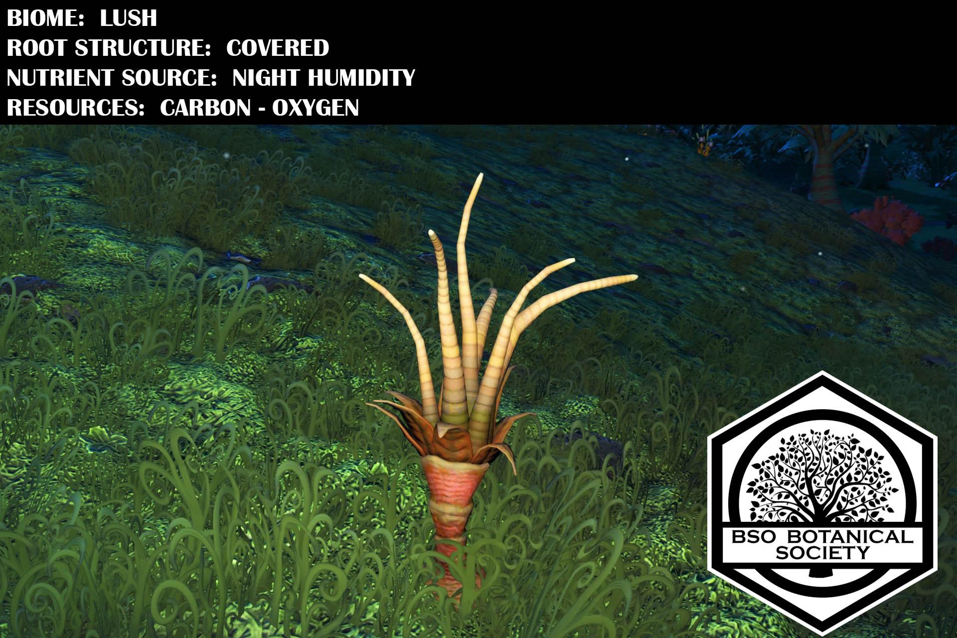 Z. Trinmegea conical structures, resembling straws, grow vertically