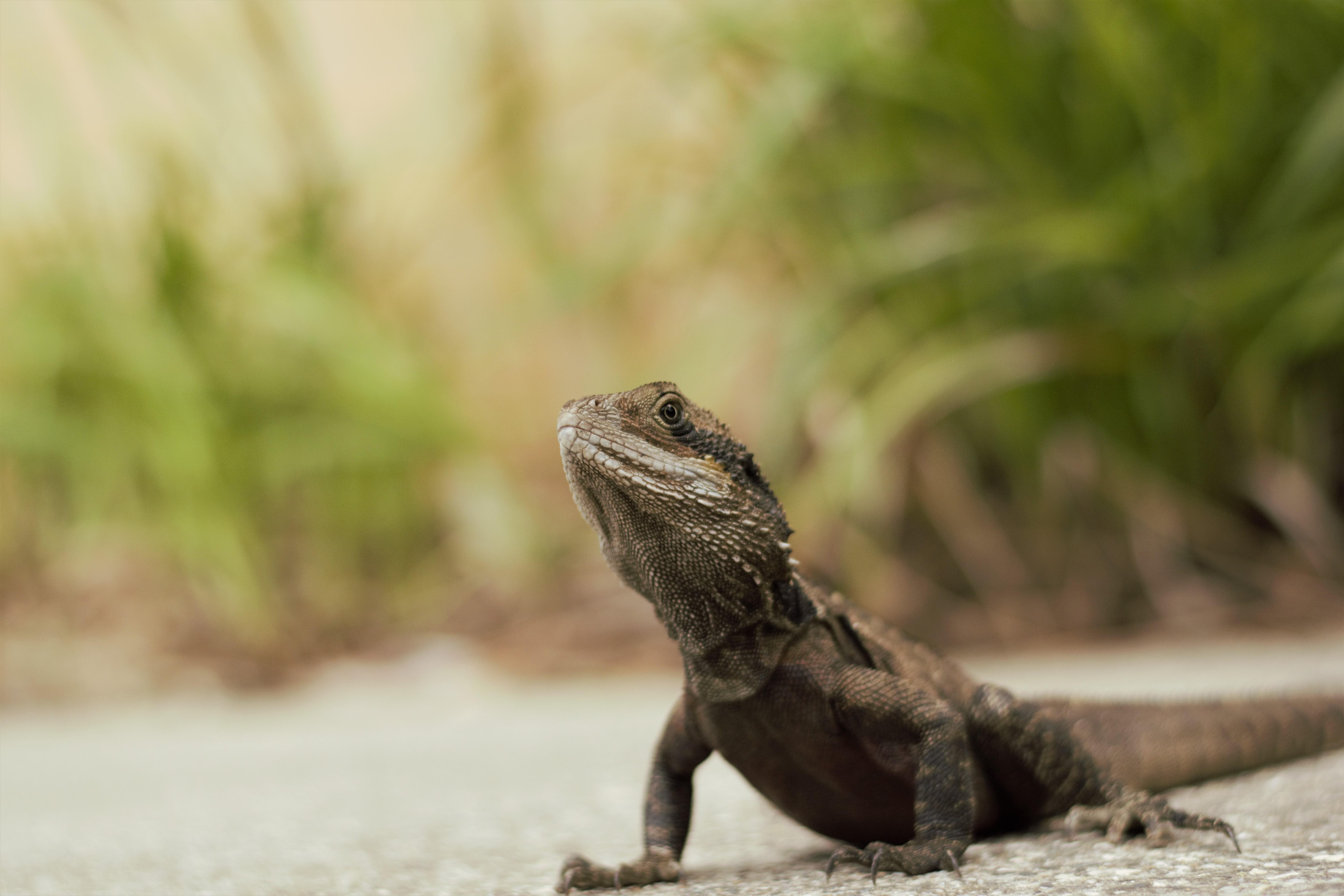 Australian Water Dragon (Intellegama lesueurii) Sydney, NSW Australia