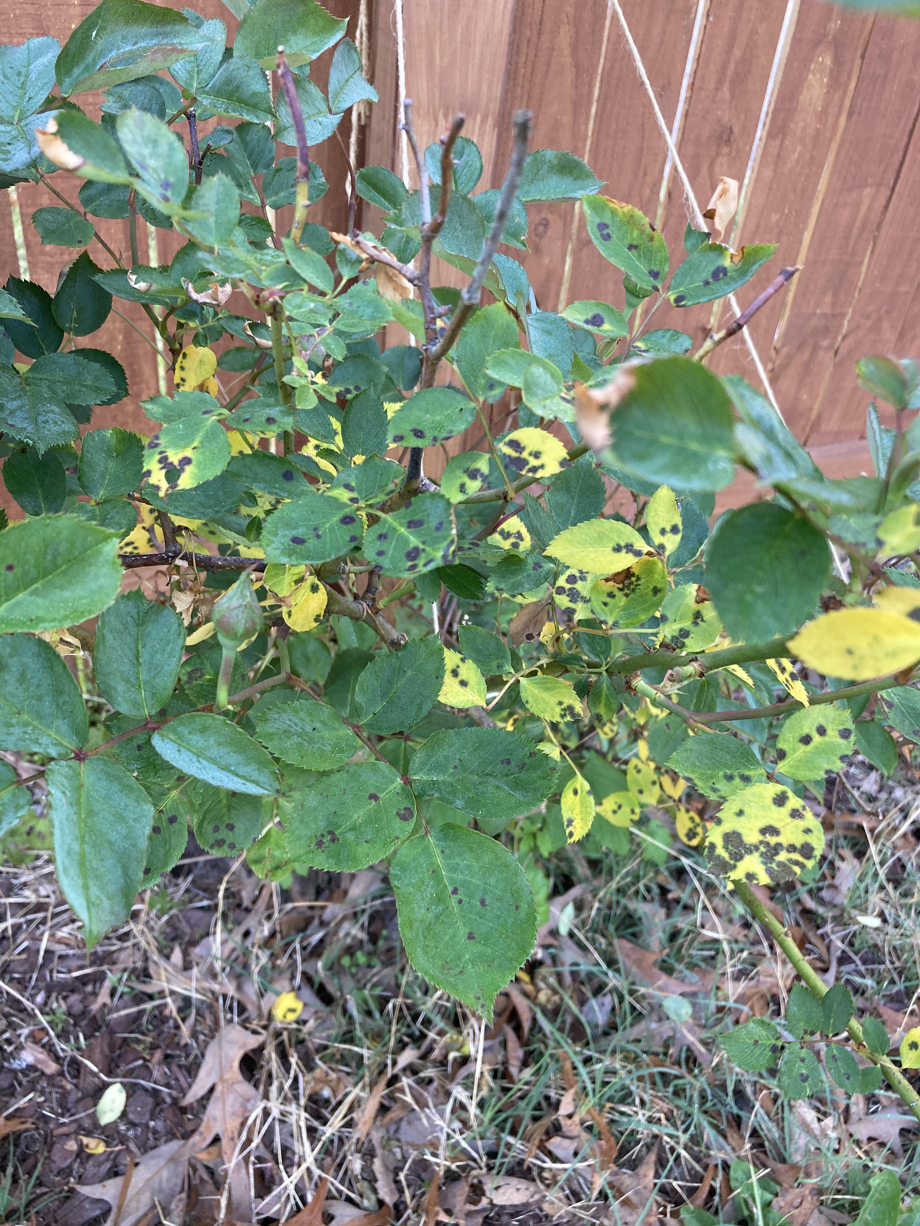 What’s wrong with my rose bush? Can I fix it? r/plantdisease