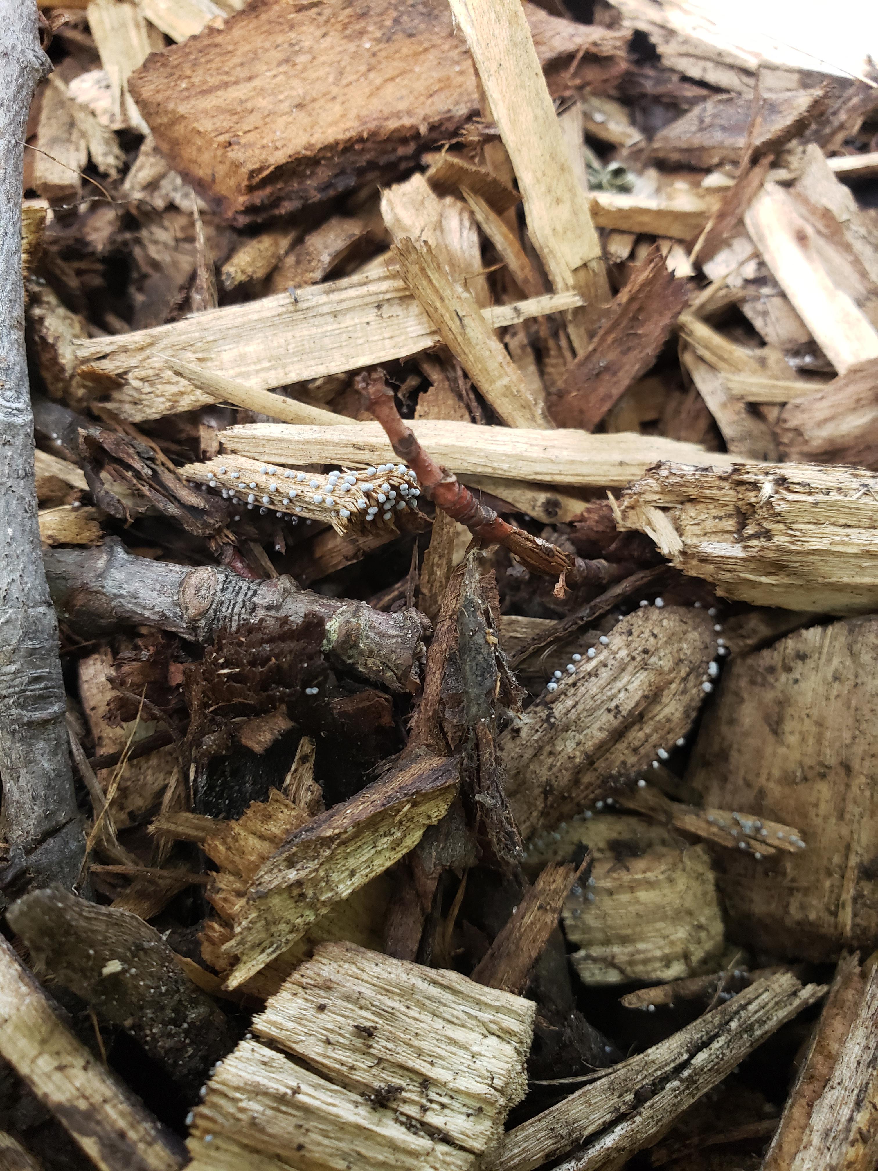 Any idea if this fungus is beneficial, neutral or harmful to a garden