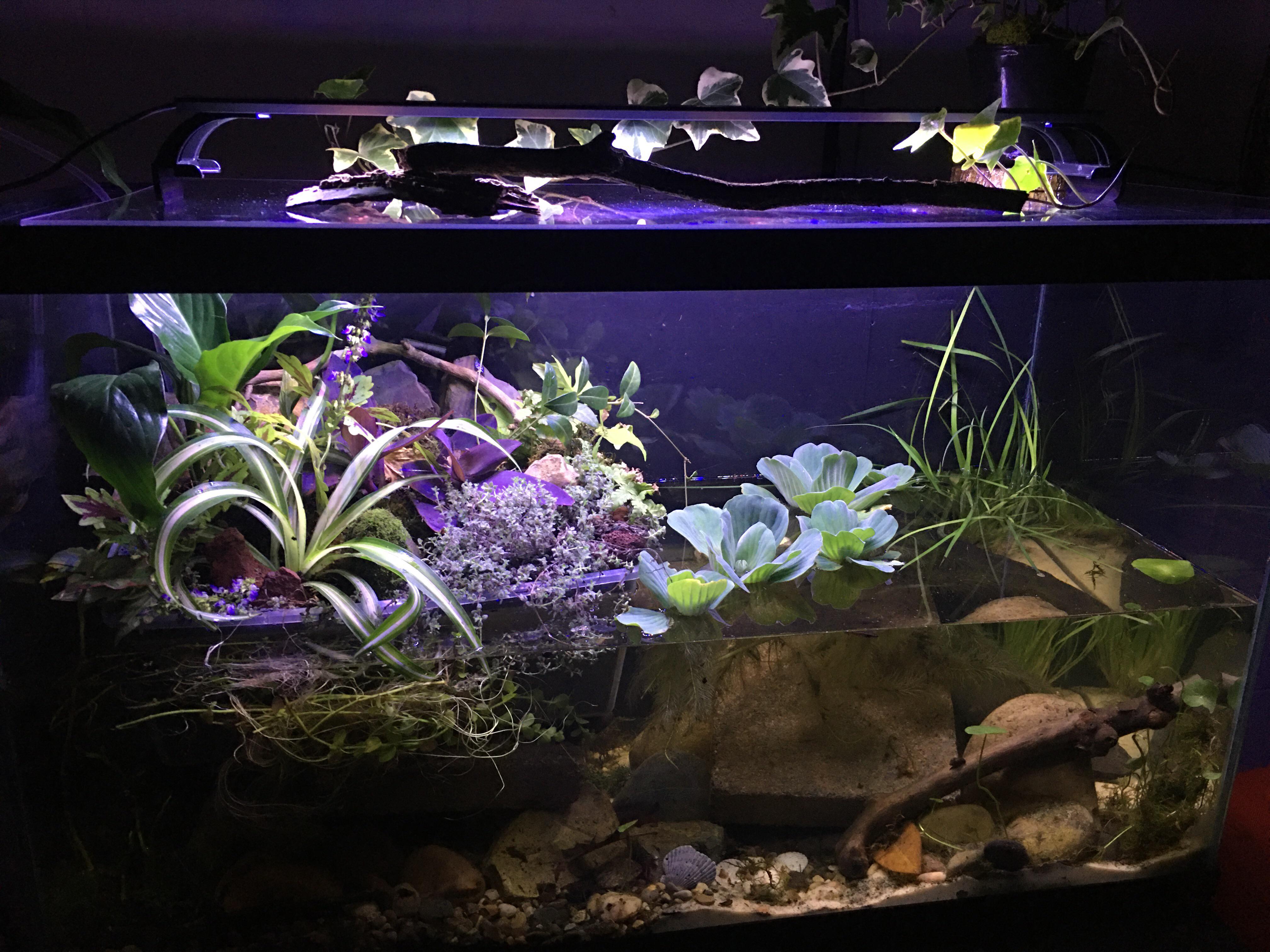 Can you keep a group of only male guppies together (no females)? Also