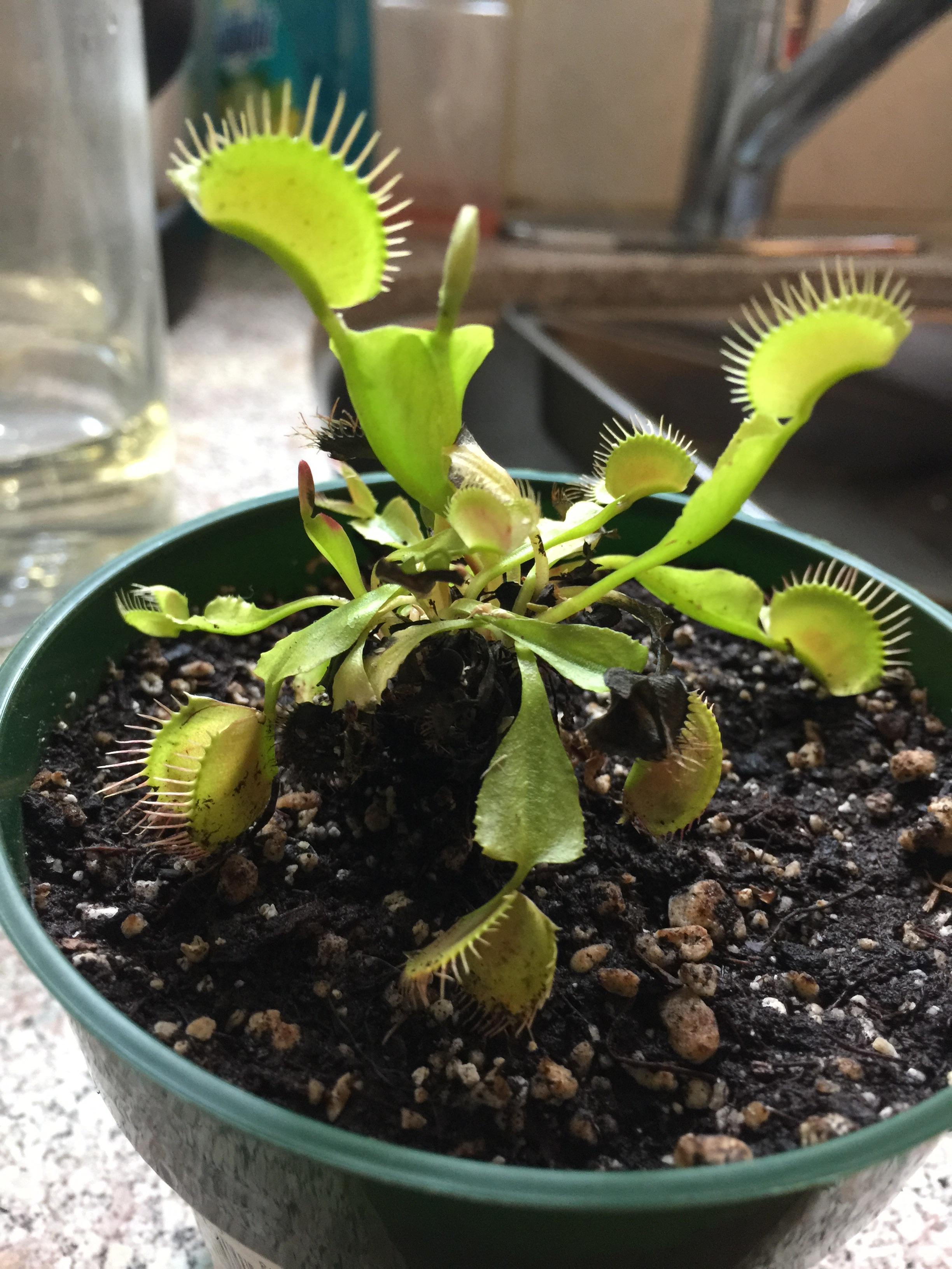 Should I pluck out these wobbly black traps off of my Venus fly trap