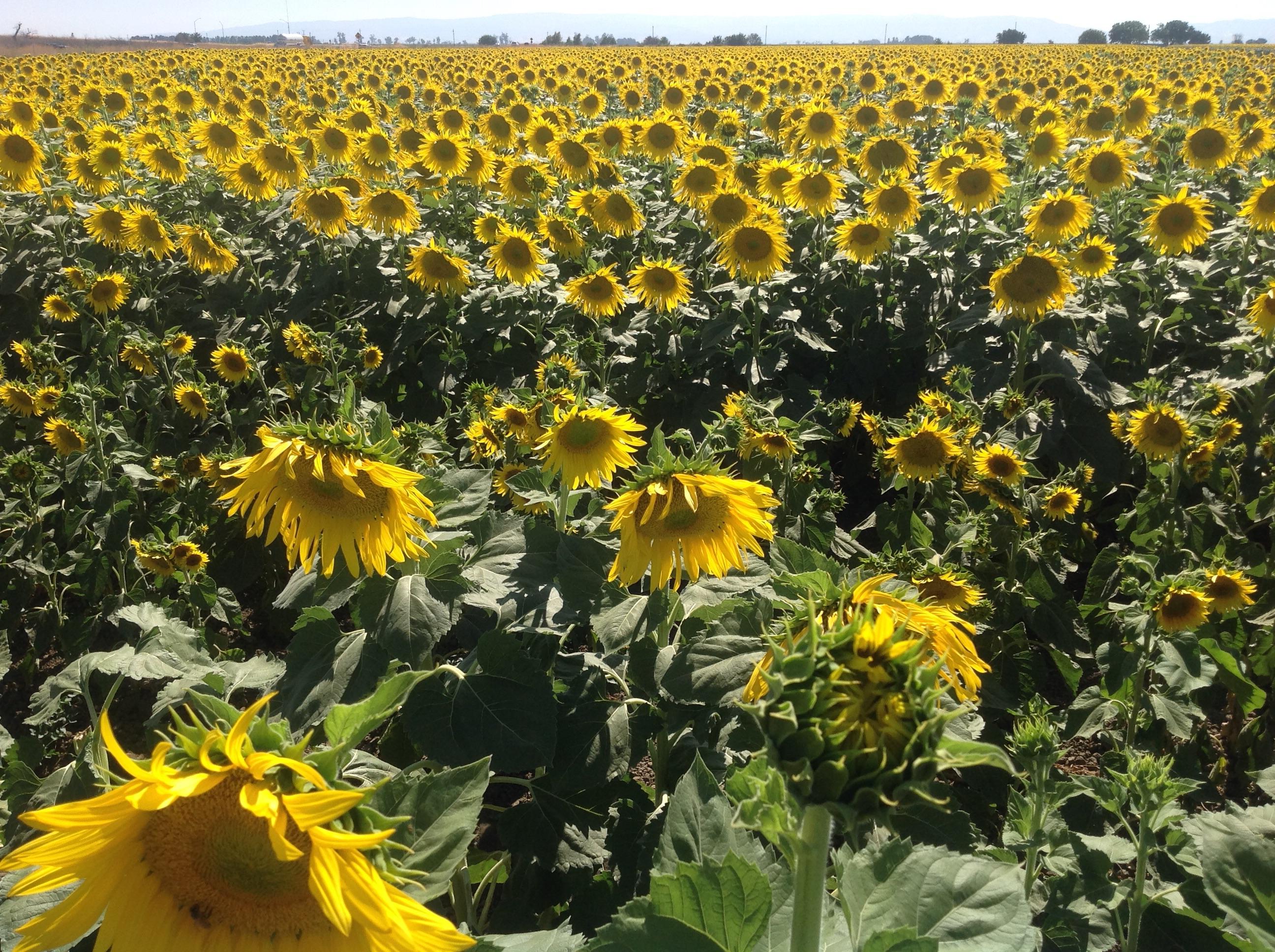 Sunflowers near Davis, California [1334x750] [OC] r/EarthPorn