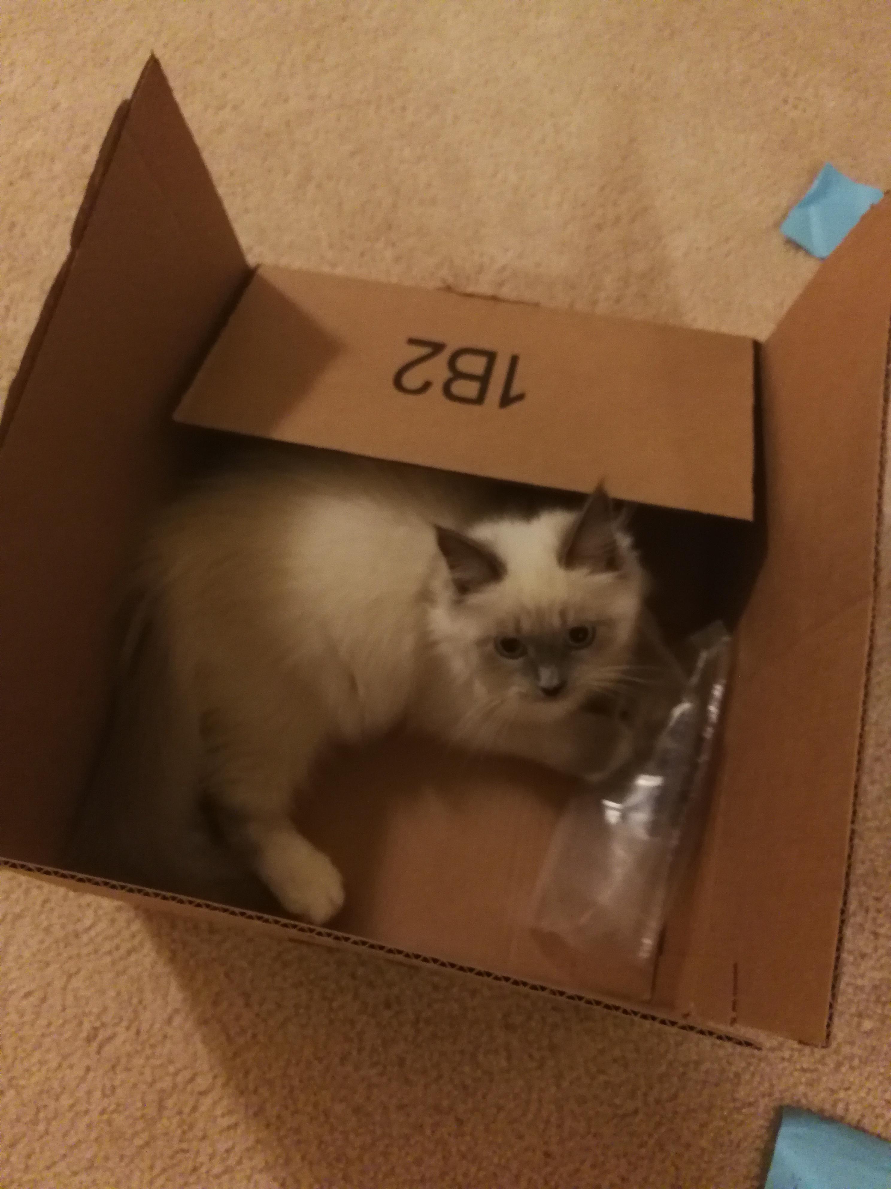Amazon Prime delivery r/TheCatTrapIsWorking