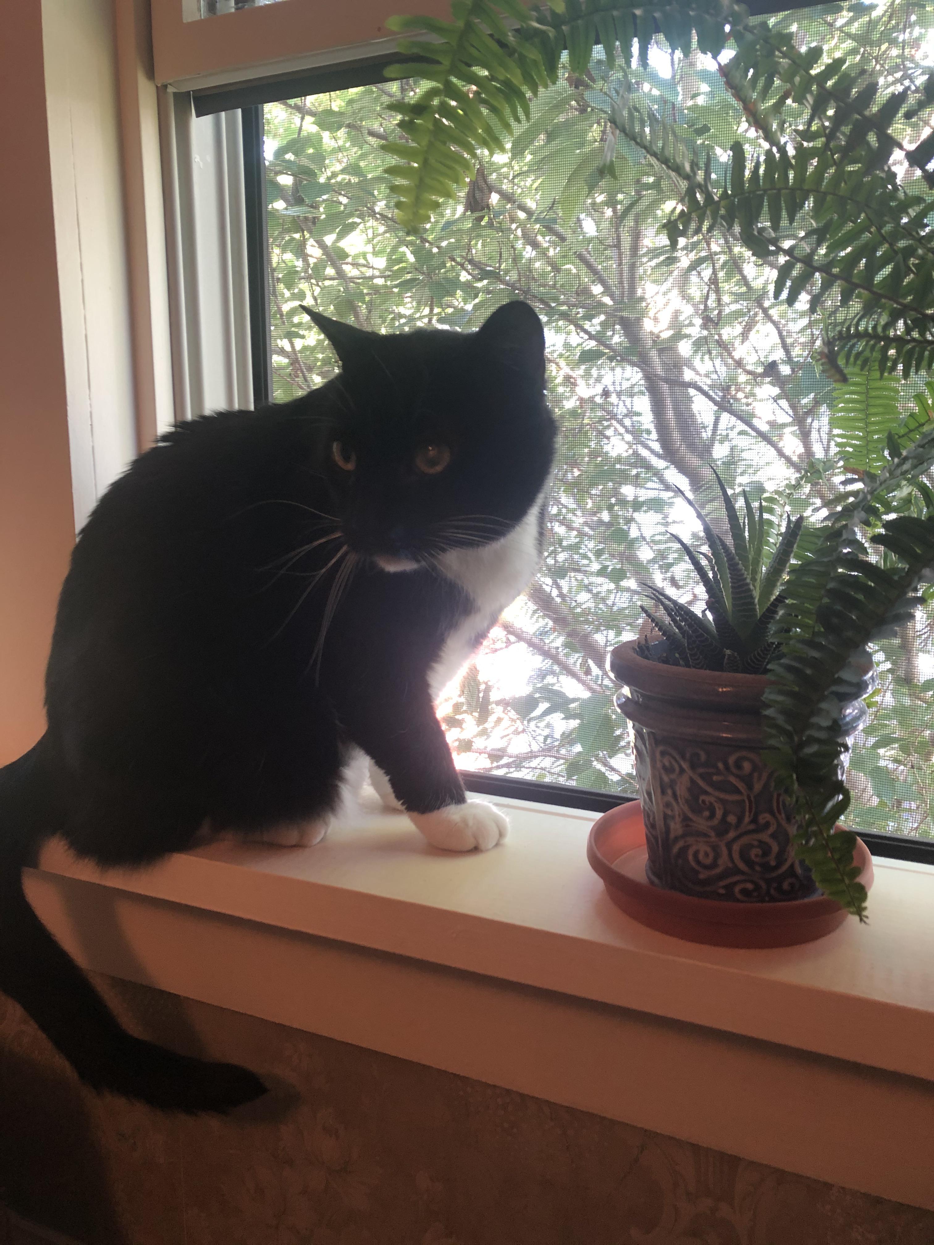 Jungle cat CatsAndPlants