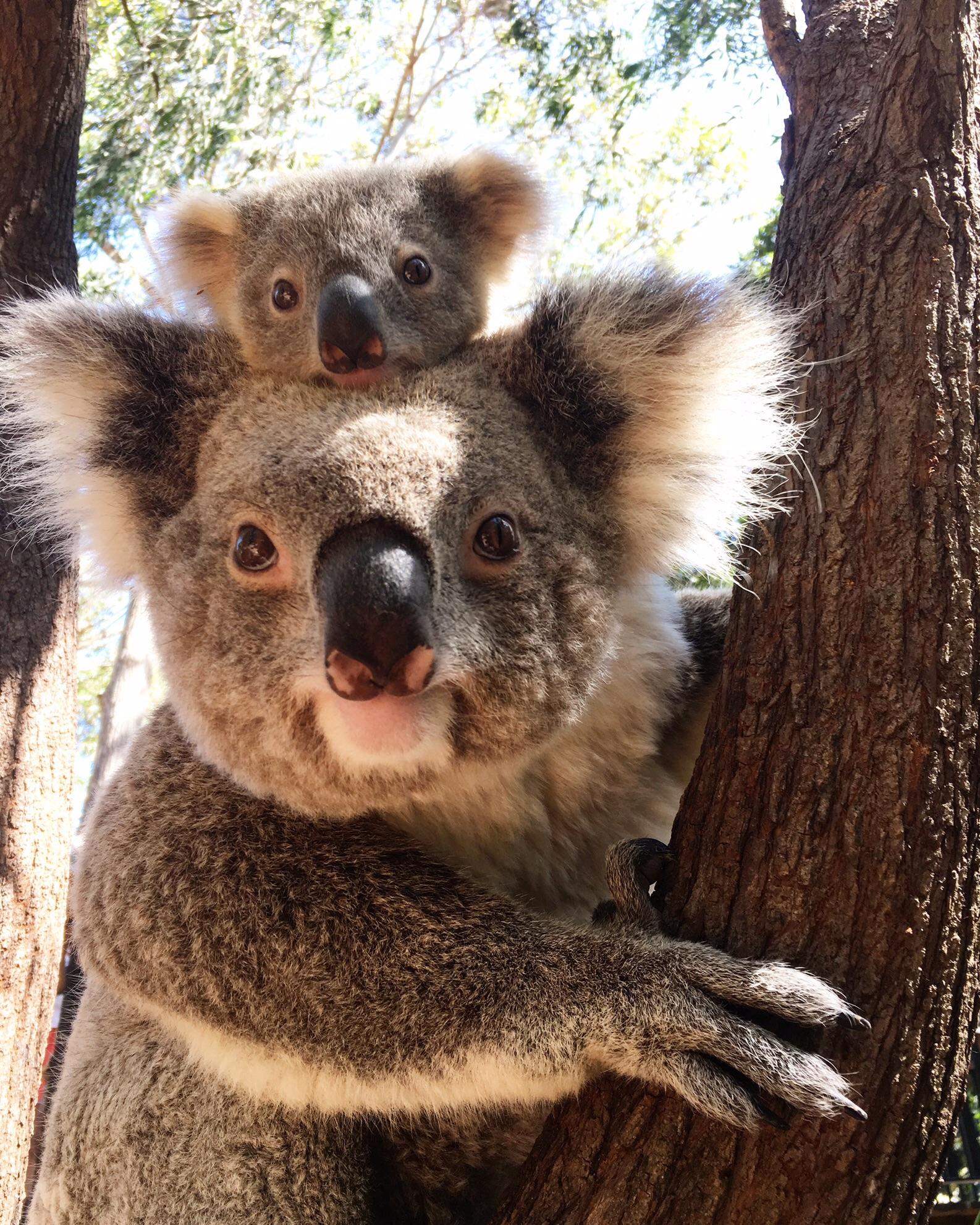 ITAP of a mum and baby koala at my work that went viral some months ago