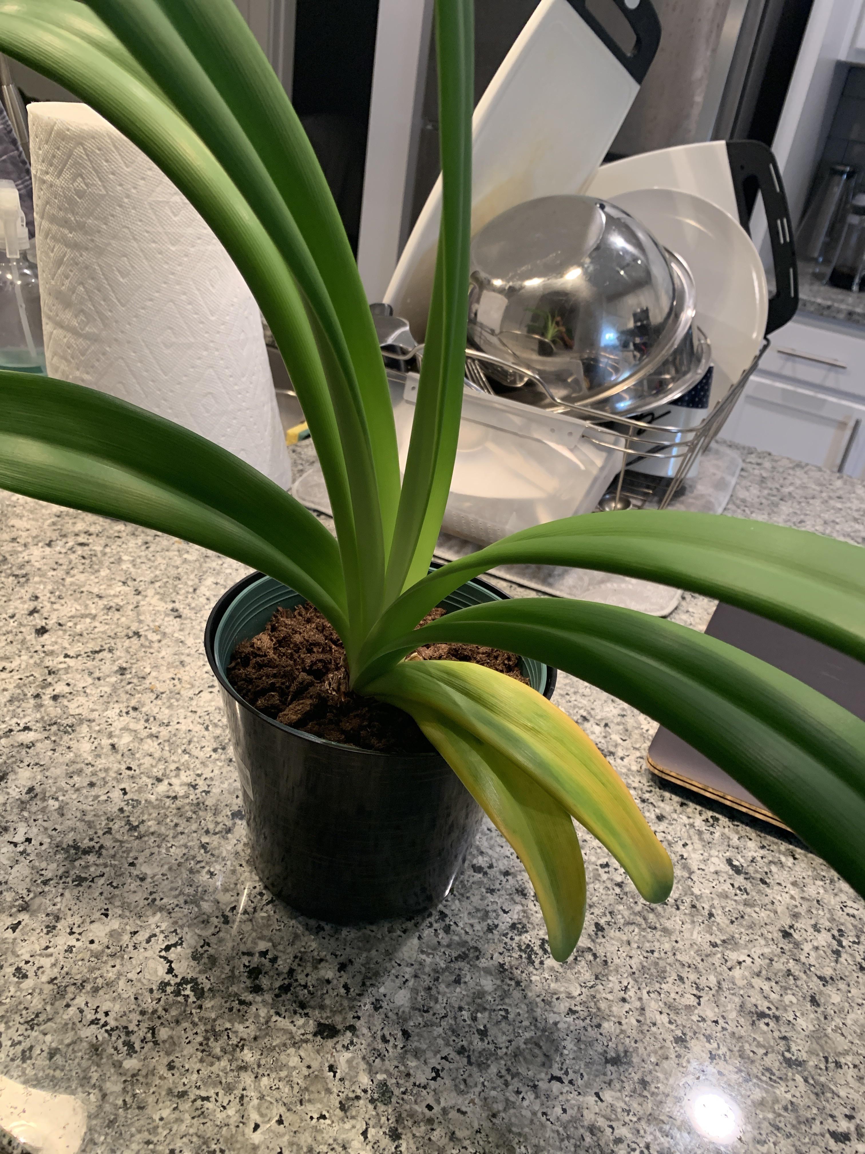 Amaryllis leaves (bottom right) started turning yellow this morning