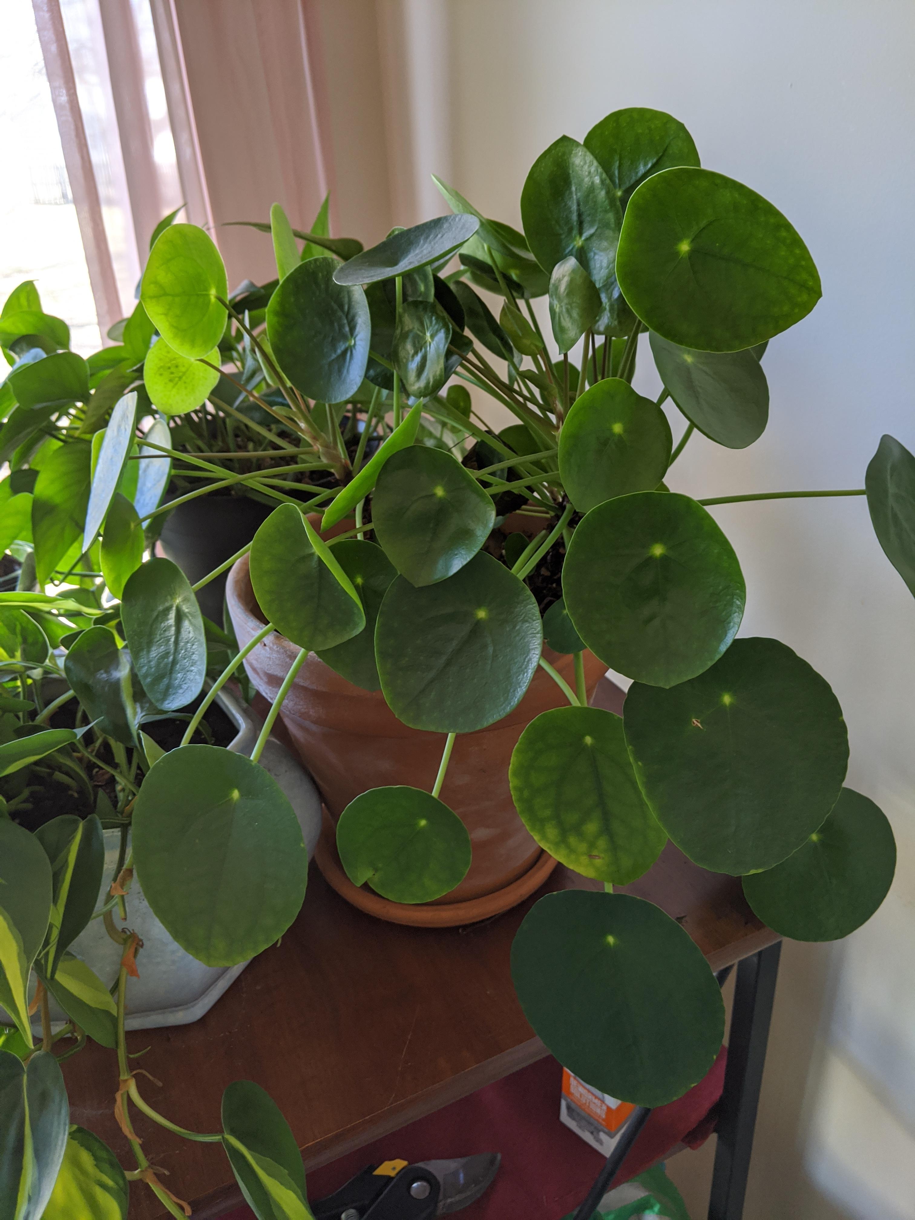 I need to split this UFO plant up before moving...anyone want to trade