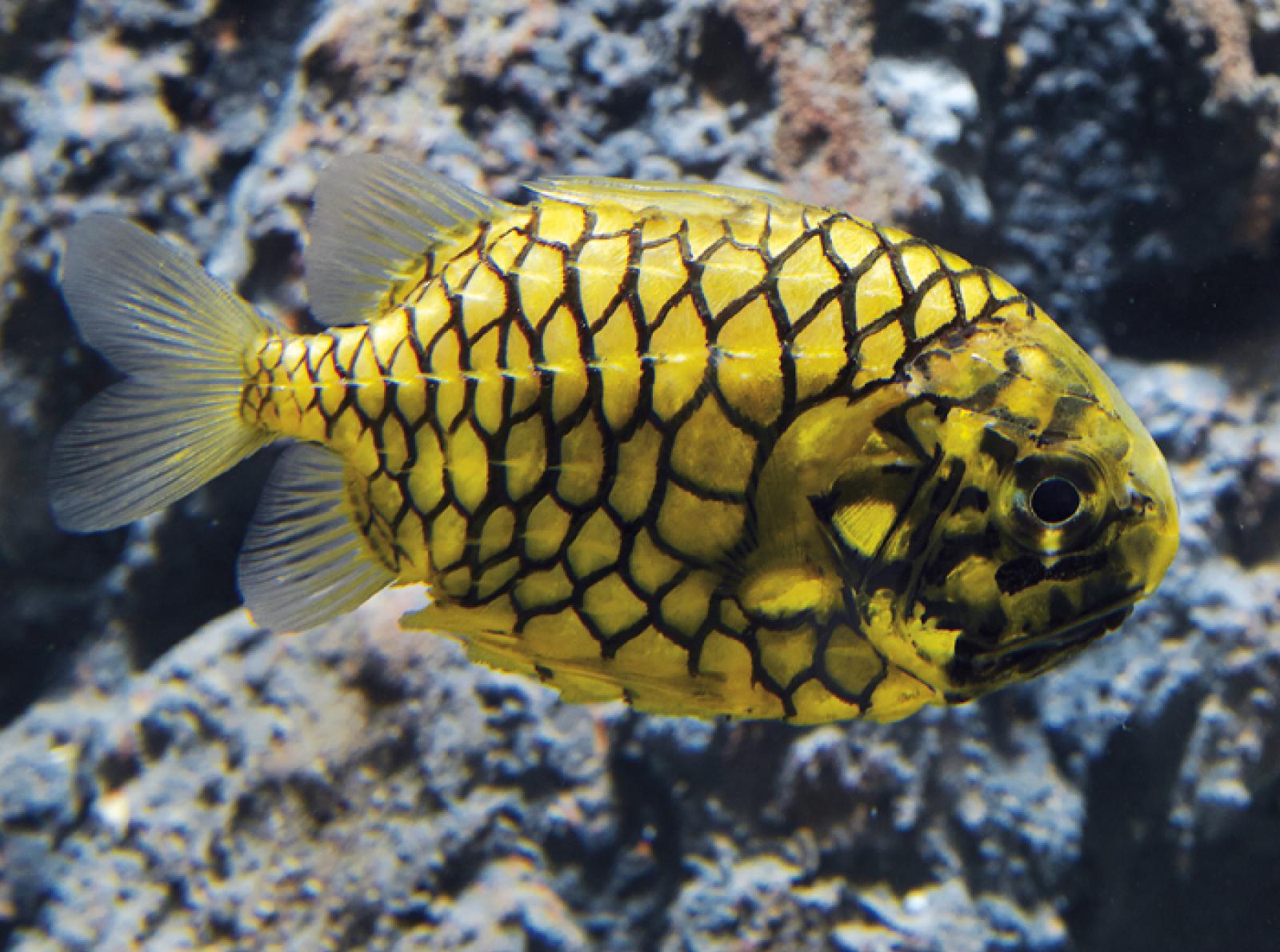 Japanese Pineapple Fish, or Pinecone Fish, IndoPacific waters r/pics