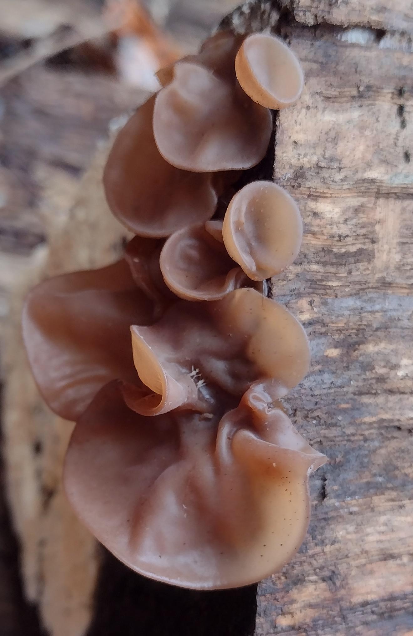 Found some beautiful wood ears when I was restacking my firewood today