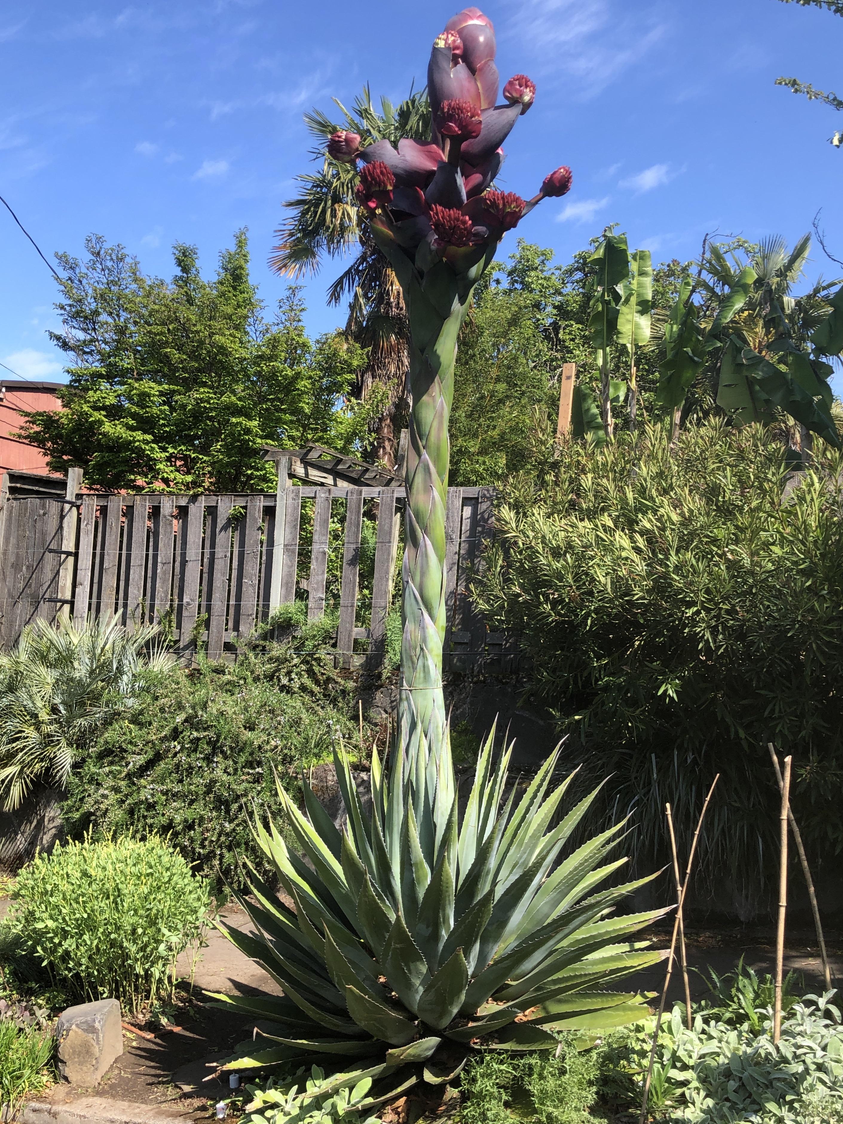 Blooming agave looks like a giant asparagus r/interestingasfuck