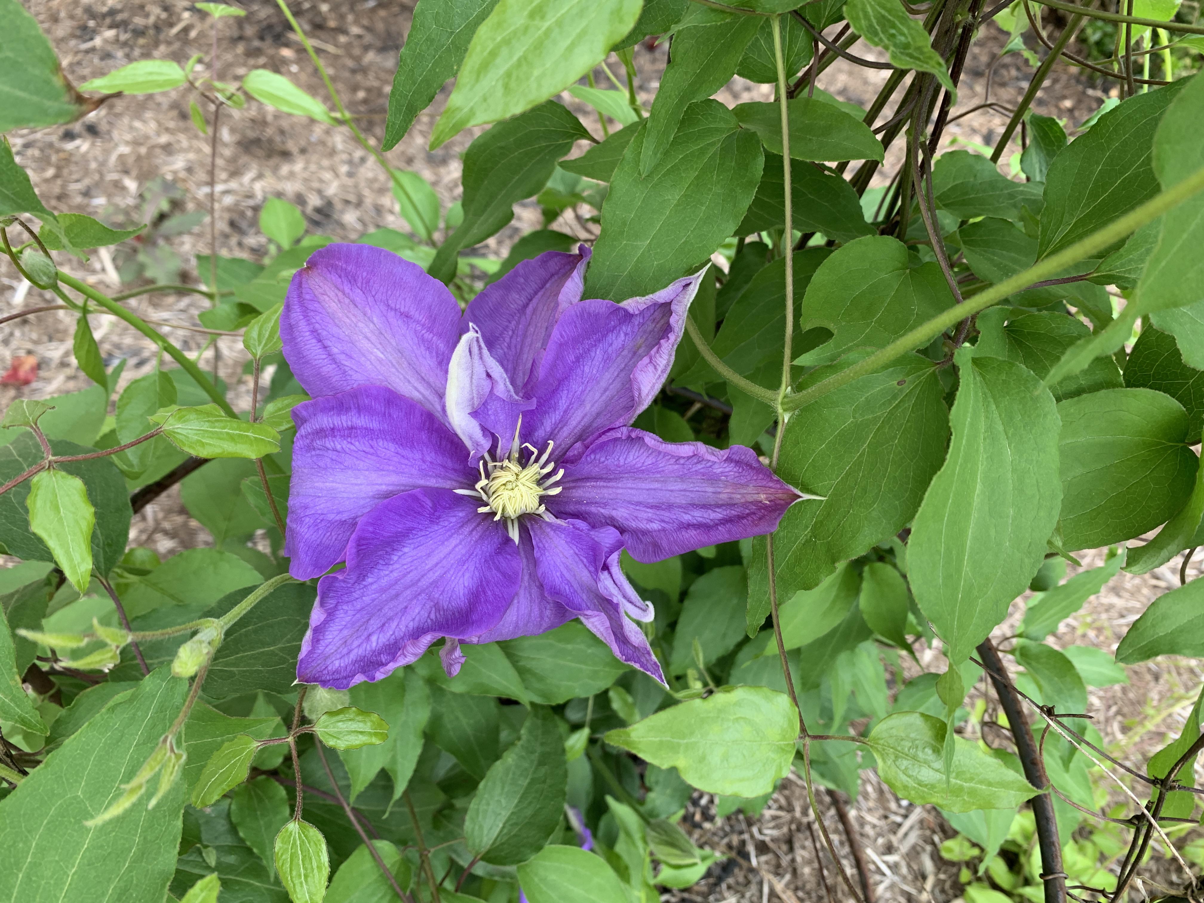 Big, purple flower bursting from a vine in May. Zone 56 midatlantic