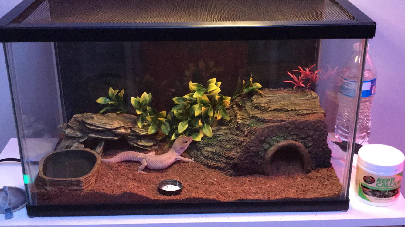 Leopard Gecko Setup 10 Gallon