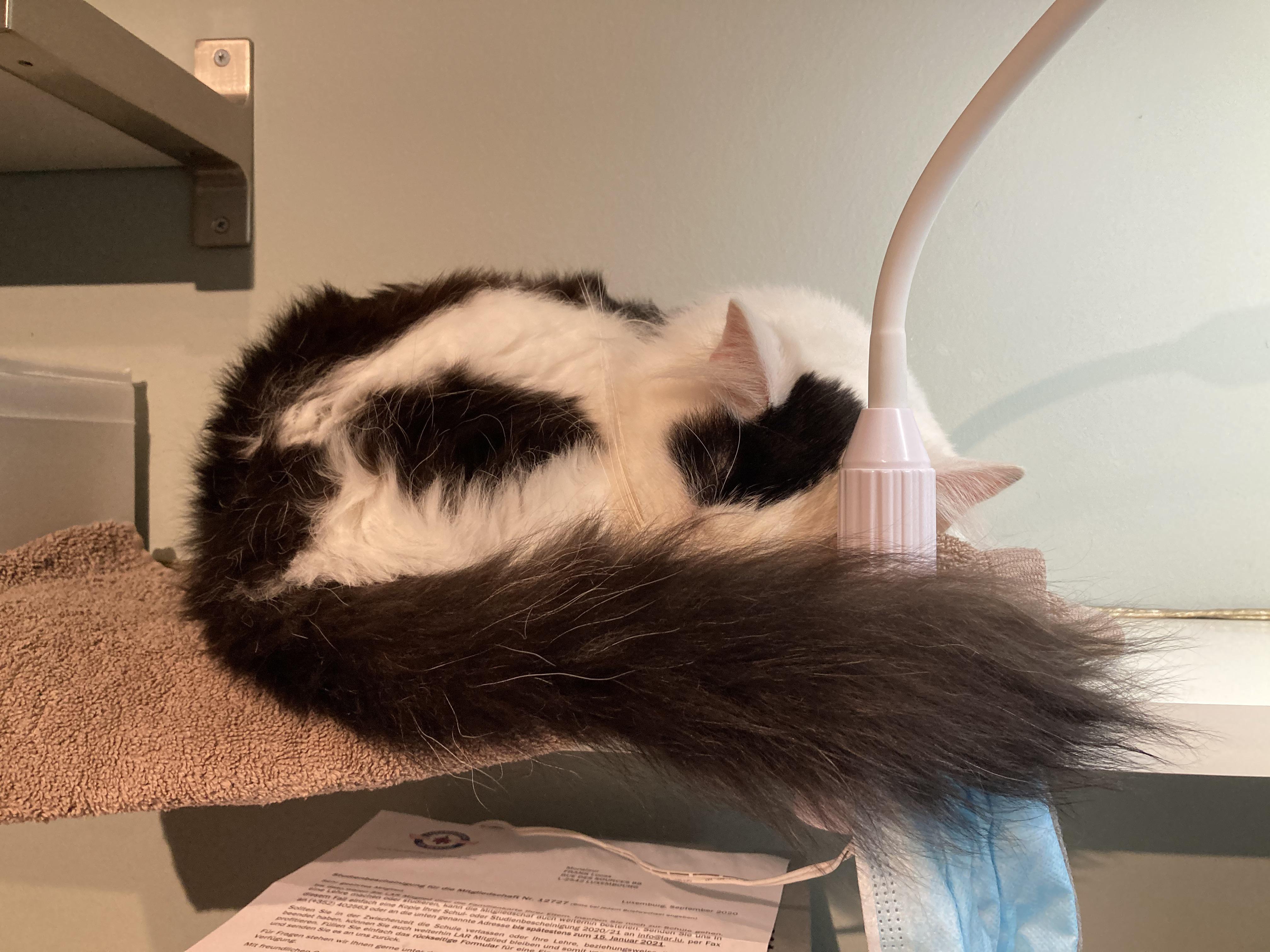 Nap time r/bottlebrush