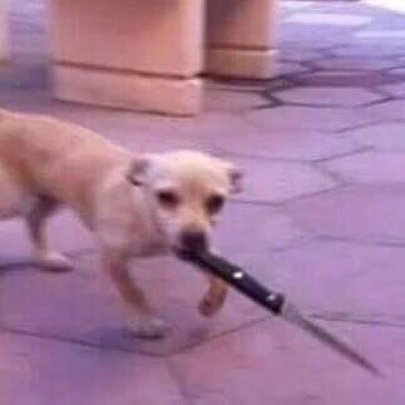 doggo with knife r/doggos