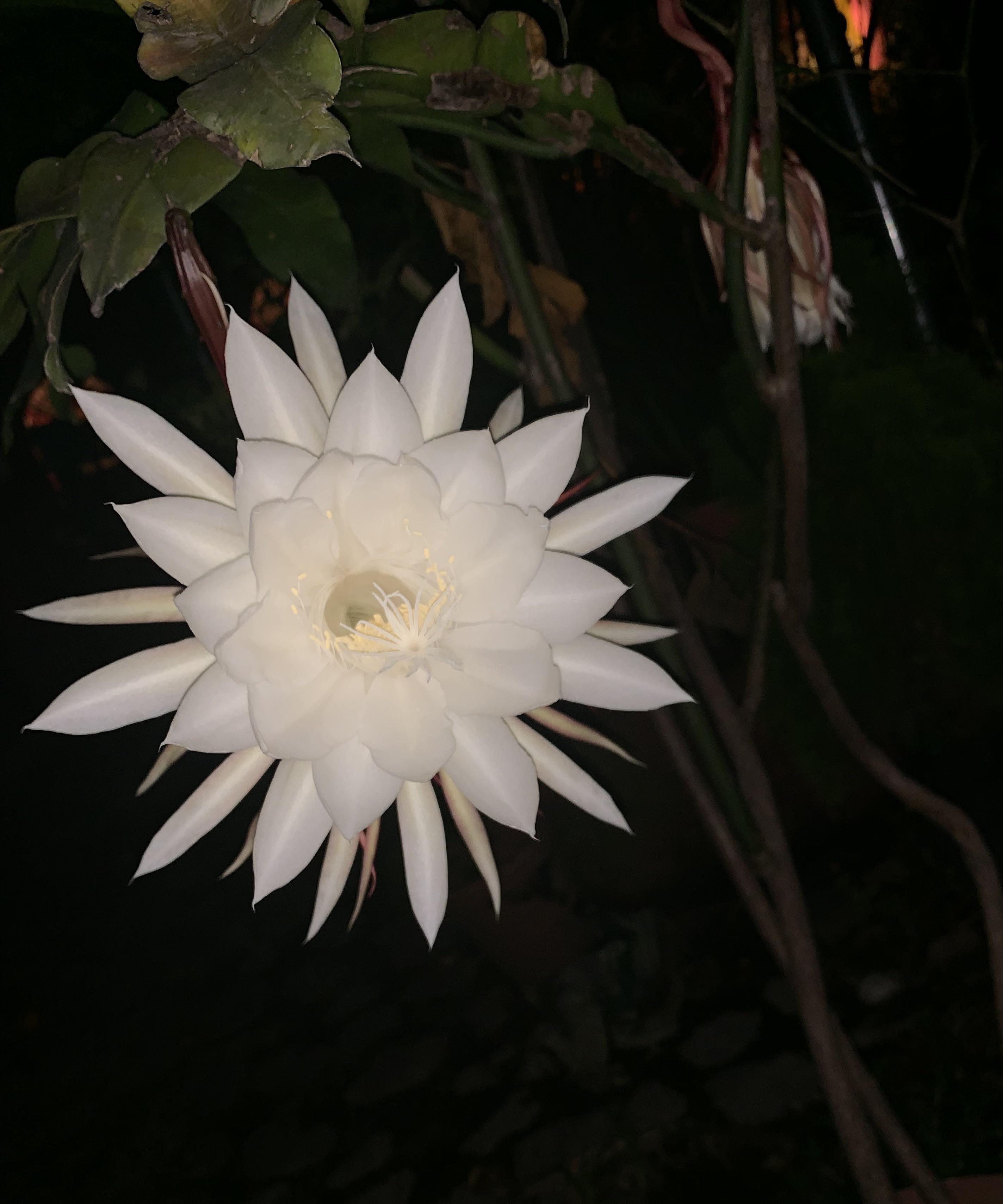 "La Reina de la Noche", a flower that only blooms for one night r/mildlyinteresting