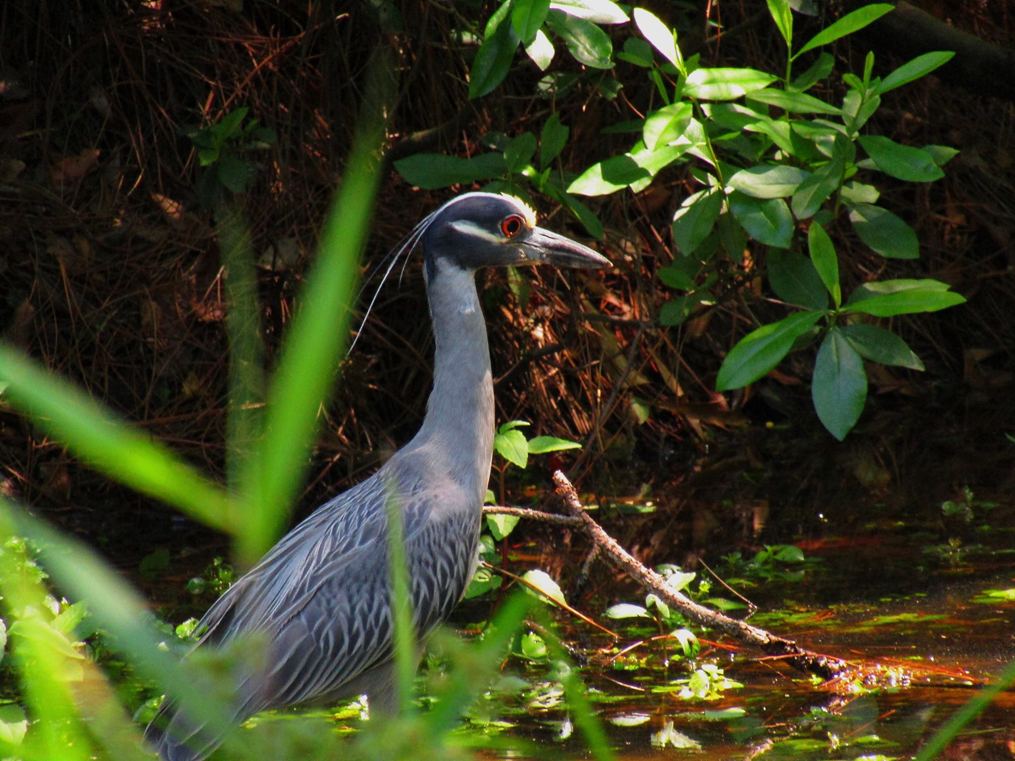 Yellow Crowned Night Heron Ocean Springs, Mississippi r/birding