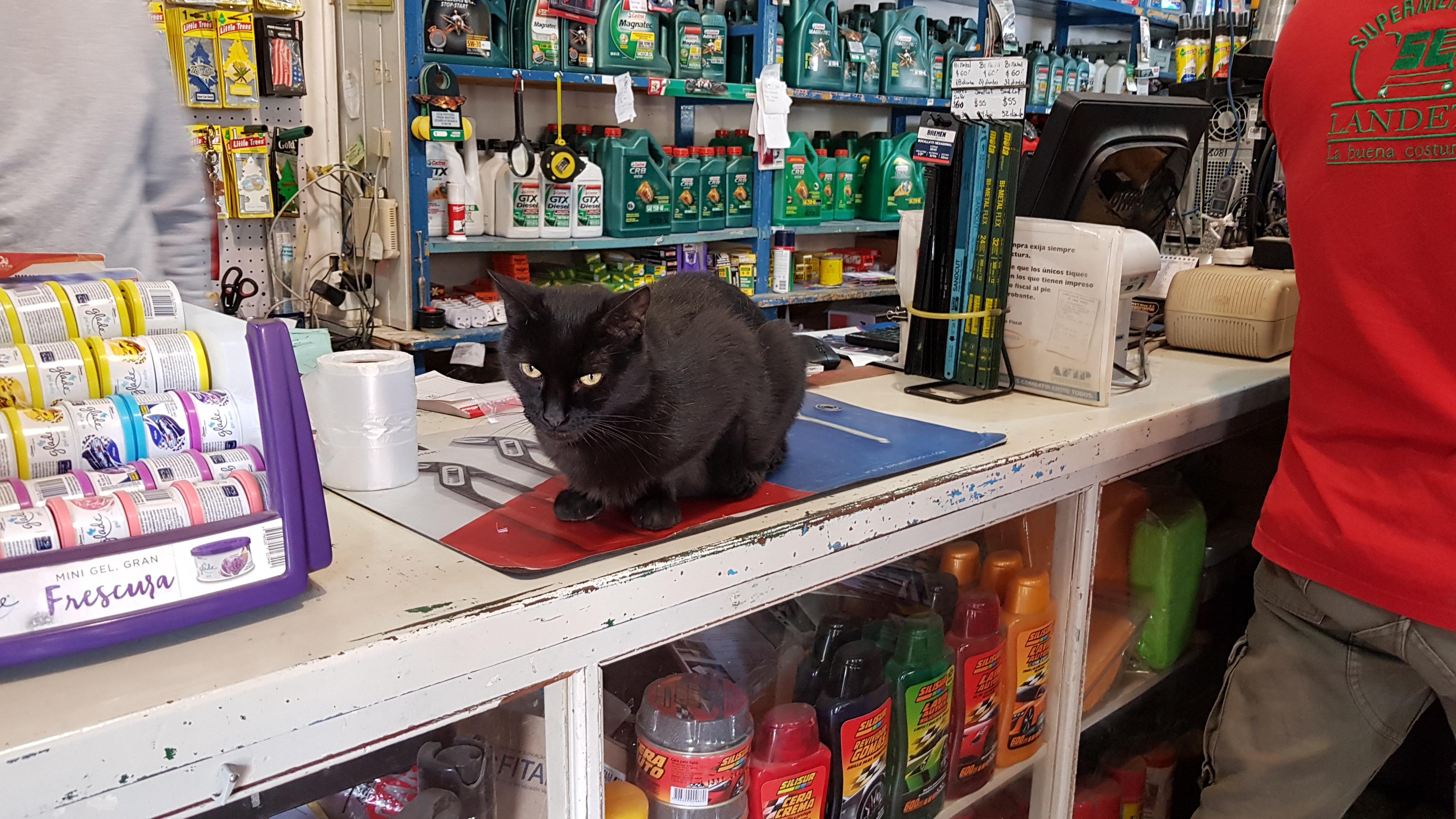 Cats Auto Parts Cars
