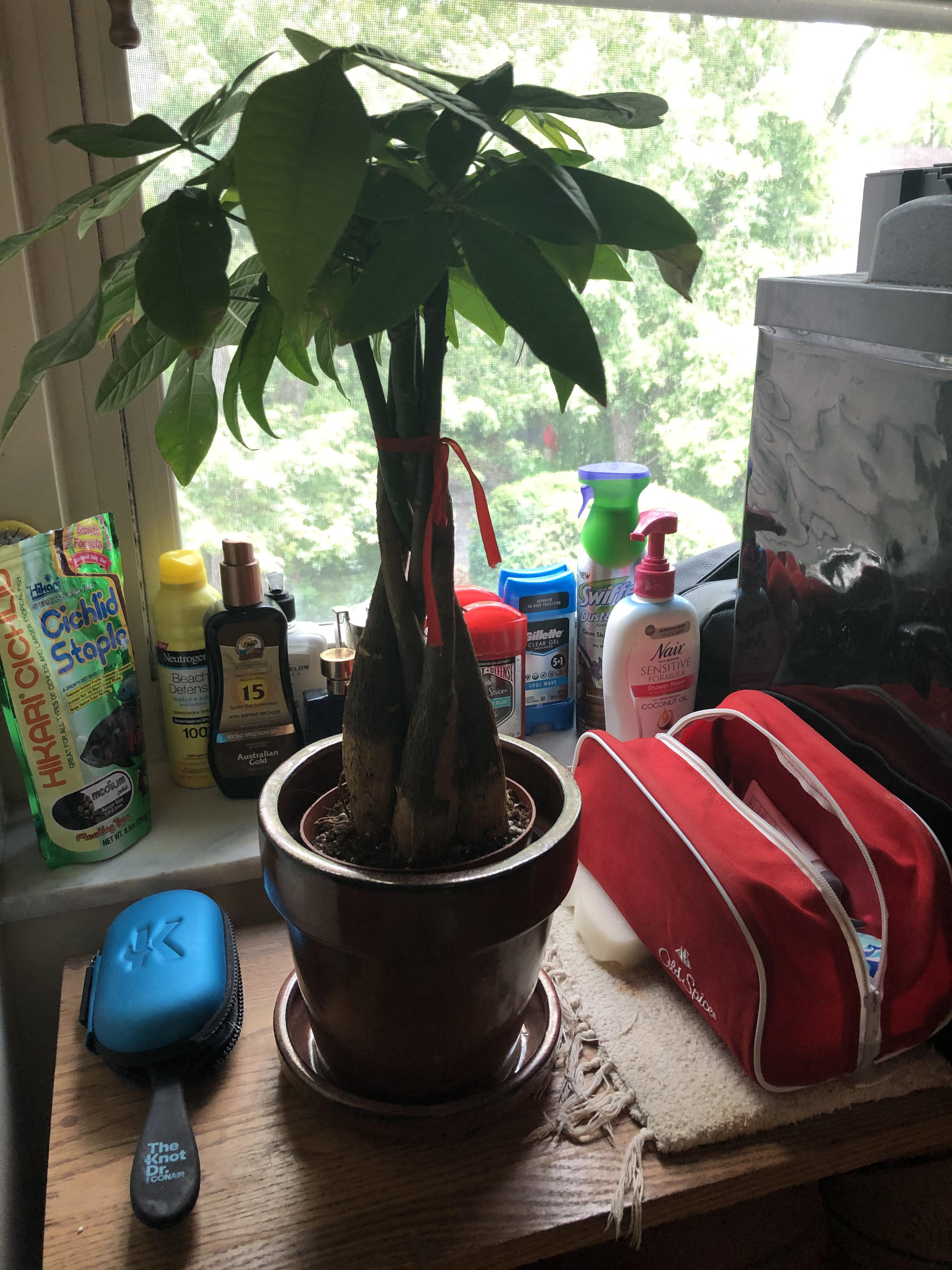 Should I repot my money tree in the pot it is in? It has been in its