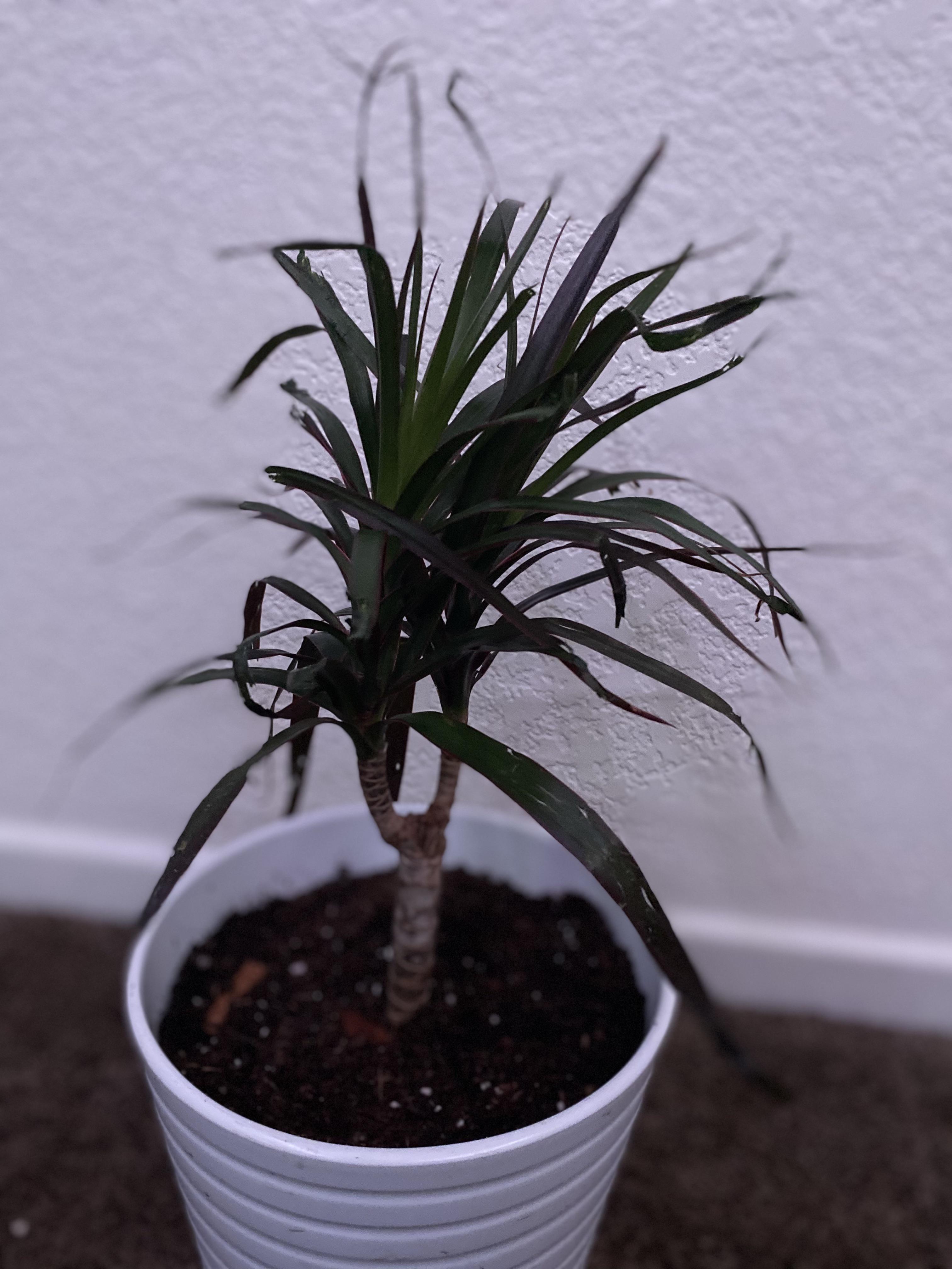 So while I was on vacation, my brothers cat chewed my dragon tree. I