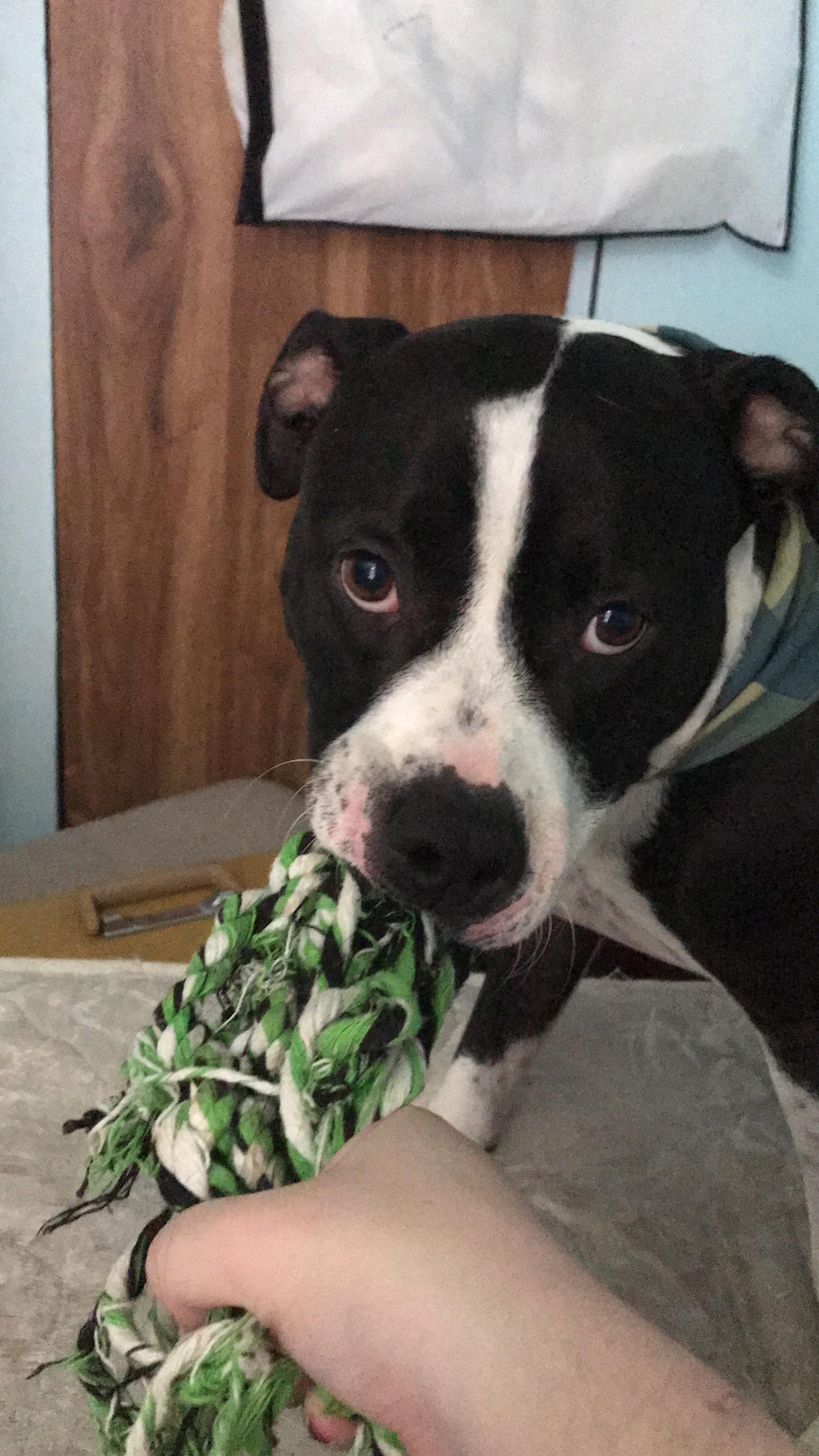 What's the best hair brush for a shedding pittie? Pitbull