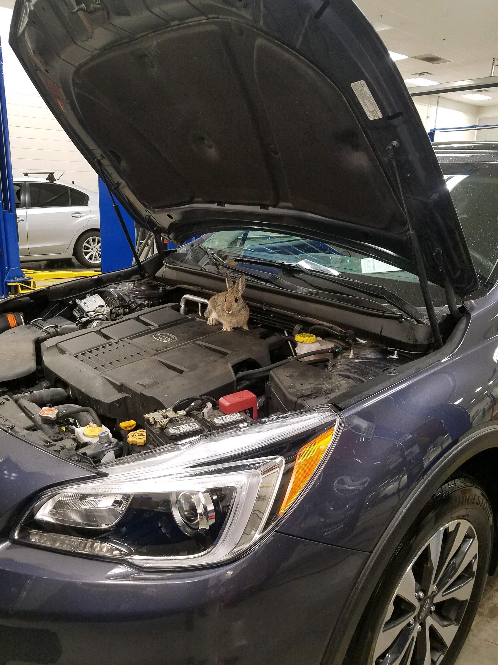 Customer complains of a squeaking noise under the hood r