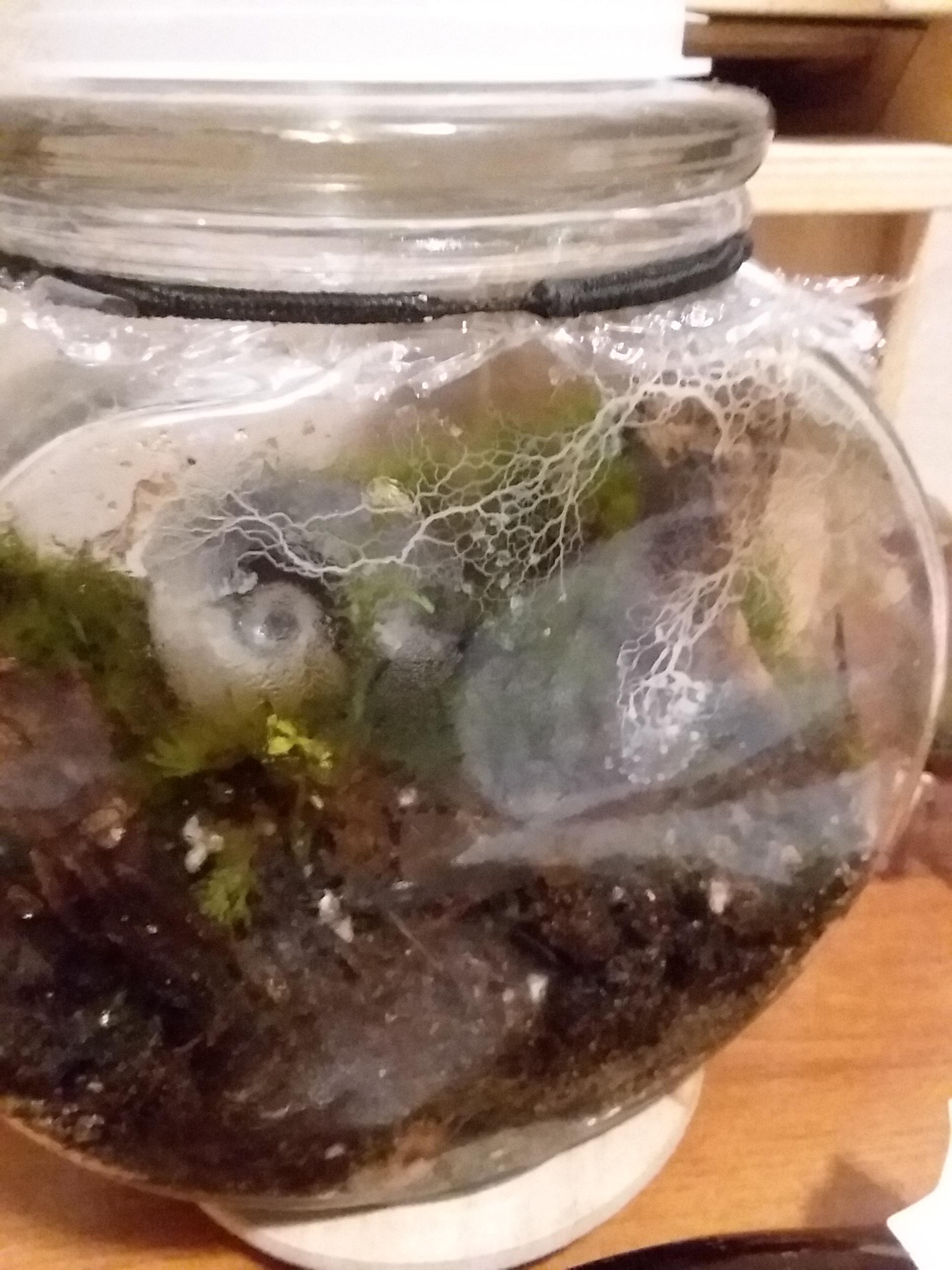 This mold has been moving around my terrarium all day. Is it really