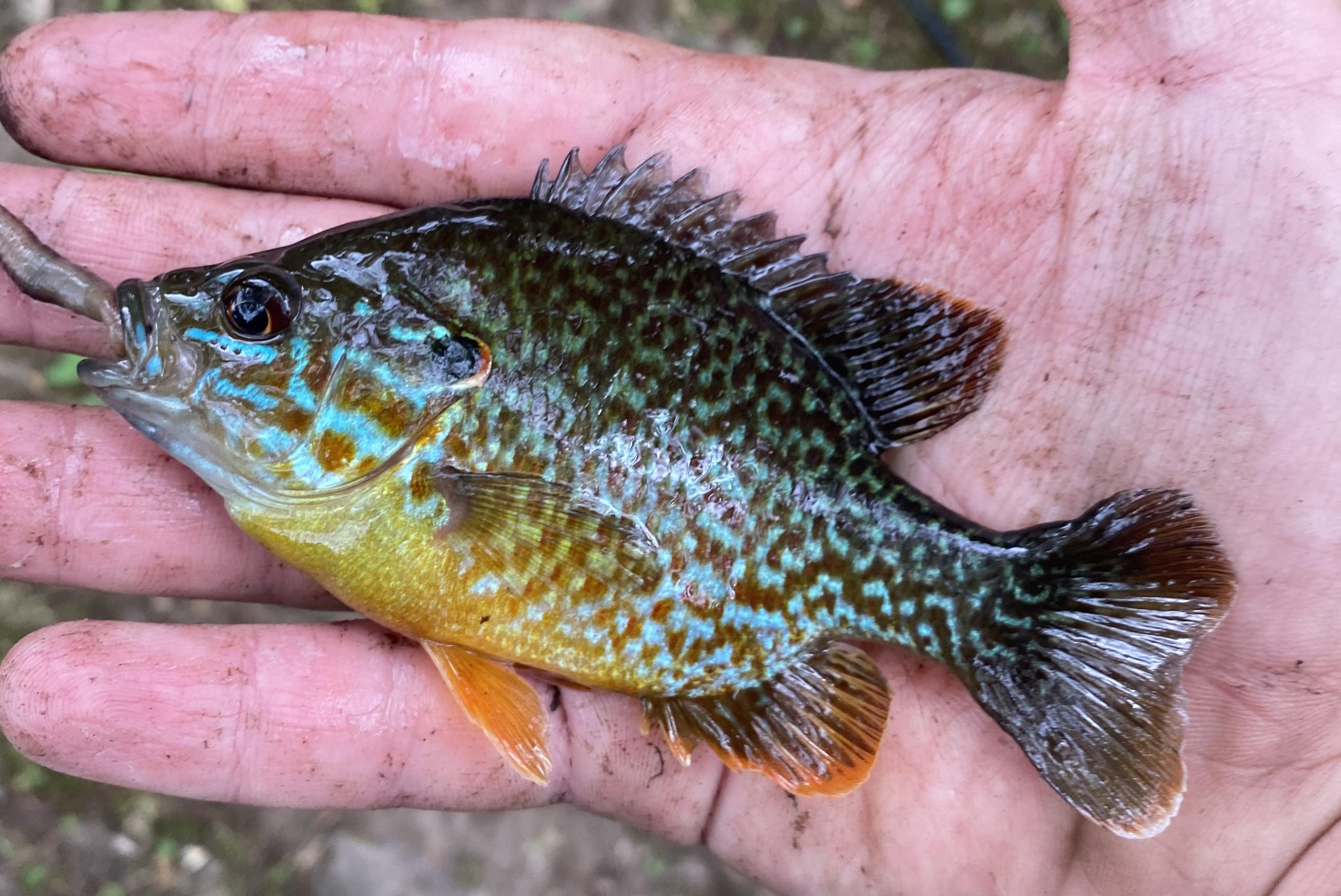 Green Sunfish Vs Bluegill