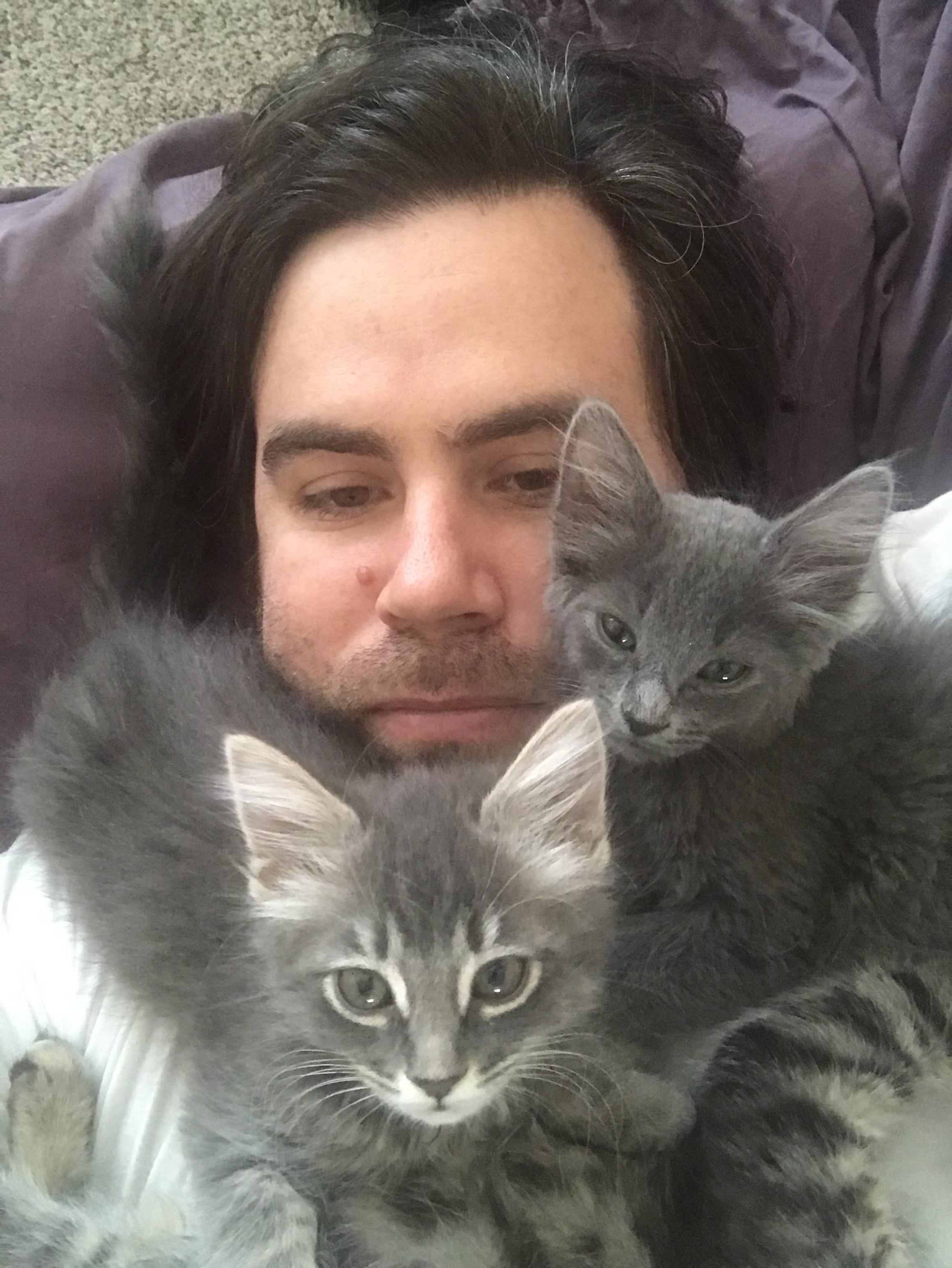 Kitten beard r/cats