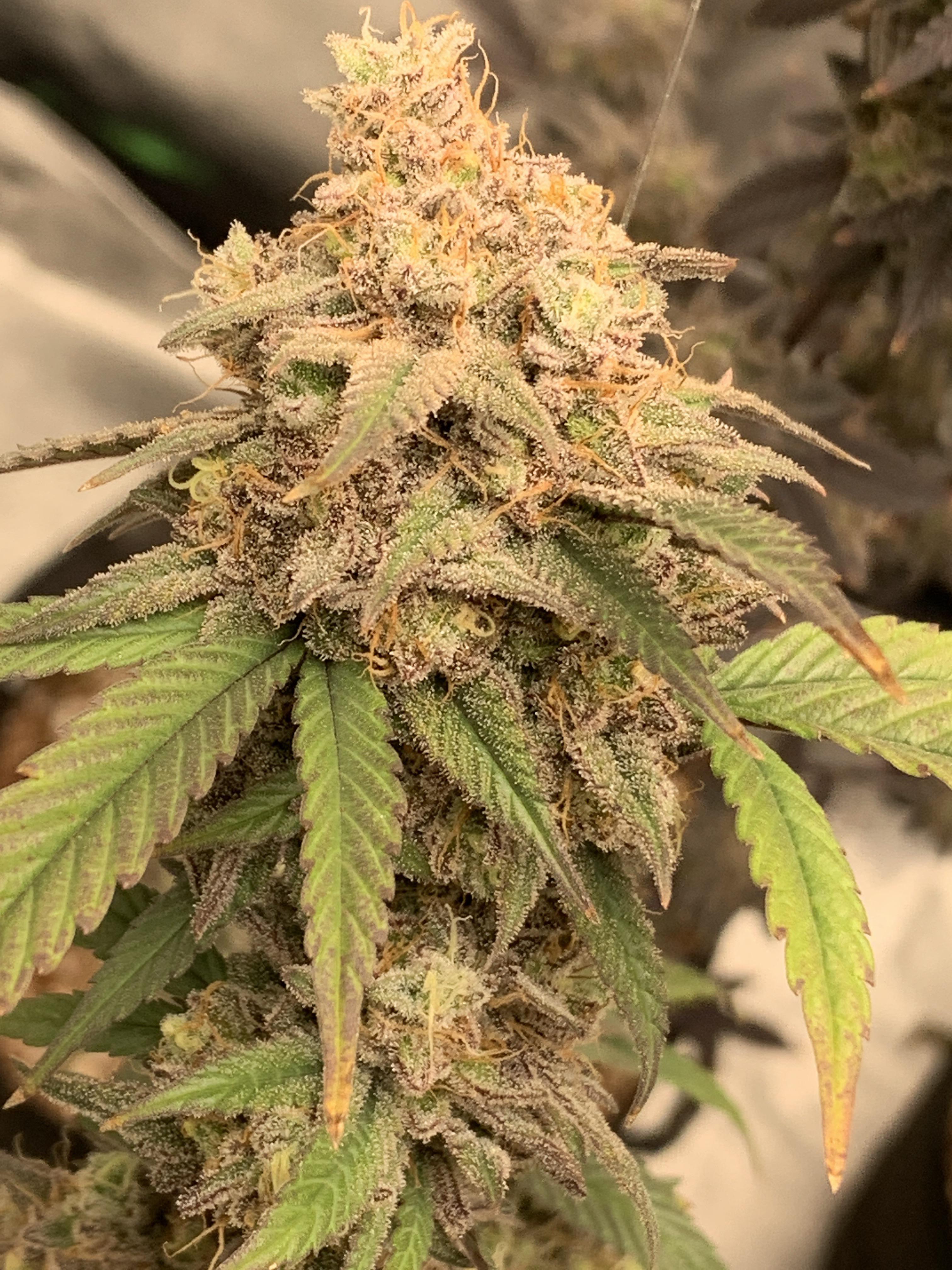 Grapefruit diesel. Super excited for this one. r/weed