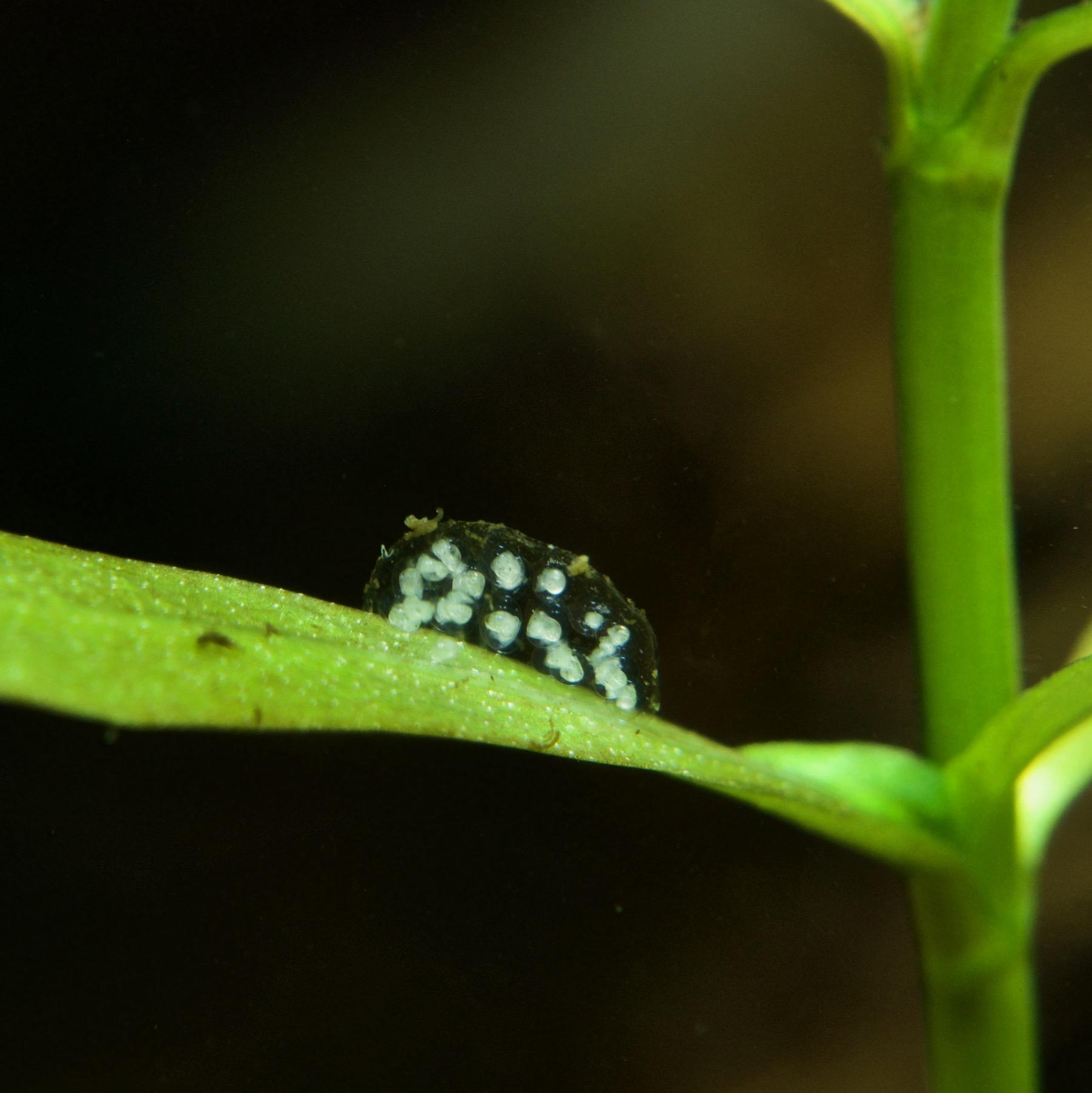 Physa sp. snail eggs r/Aquariums