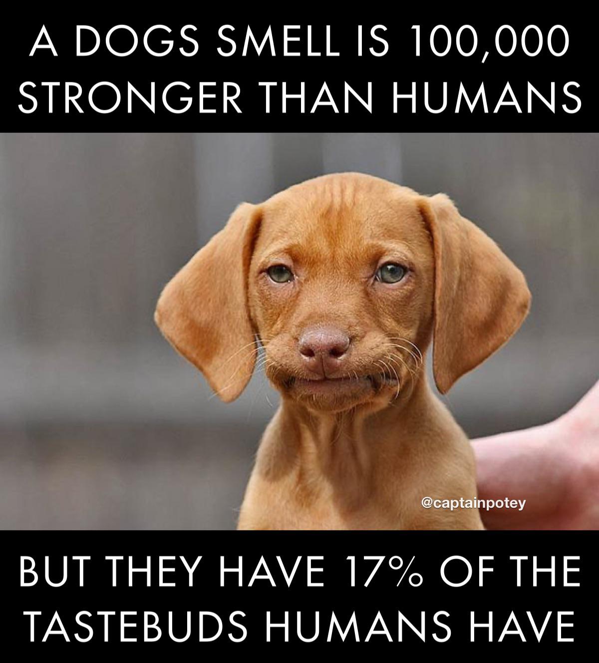 Are Dogs Stronger Than Humans