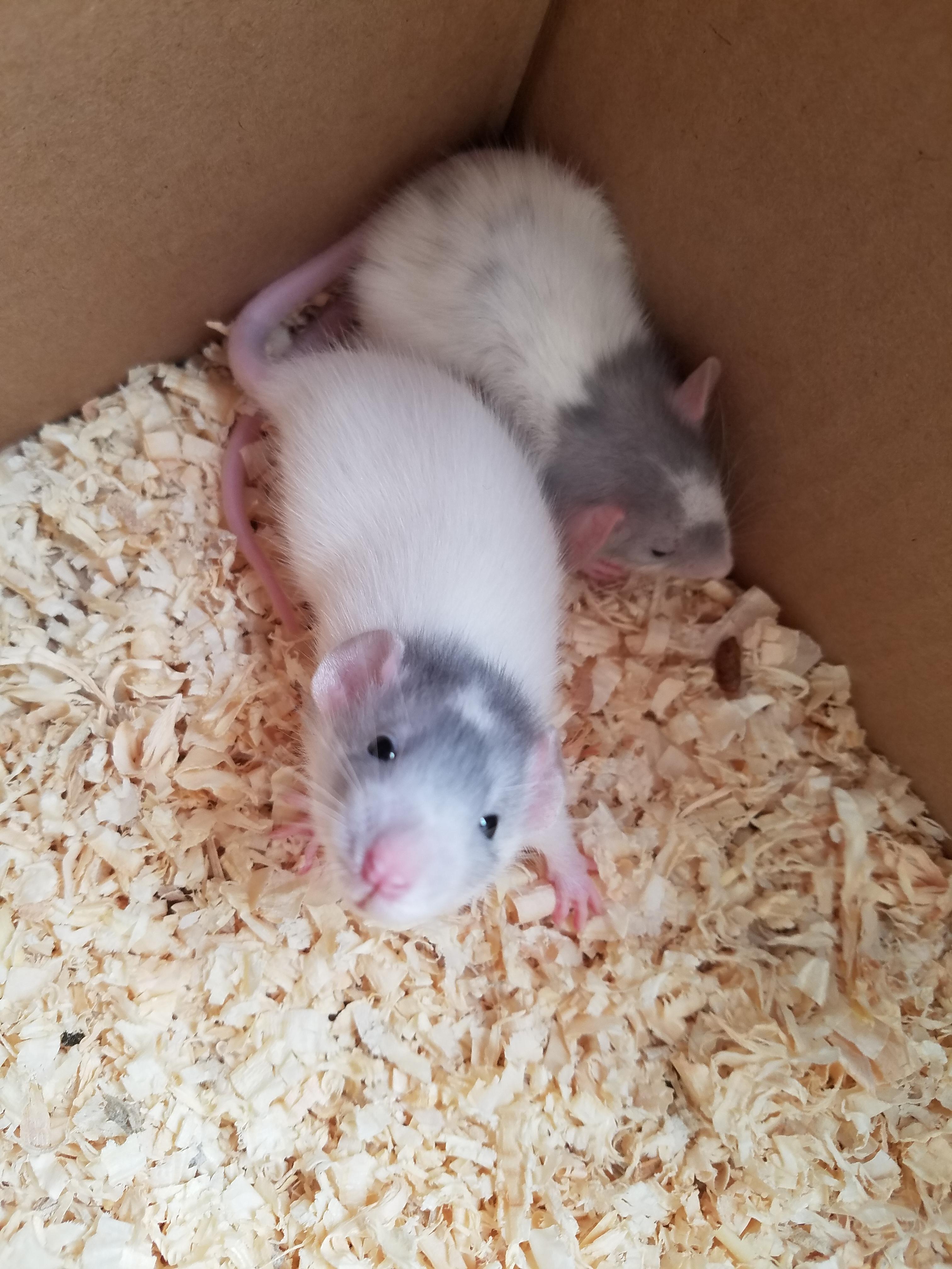 I haven't had rats in almost 10 years. This afternoon I picked up these