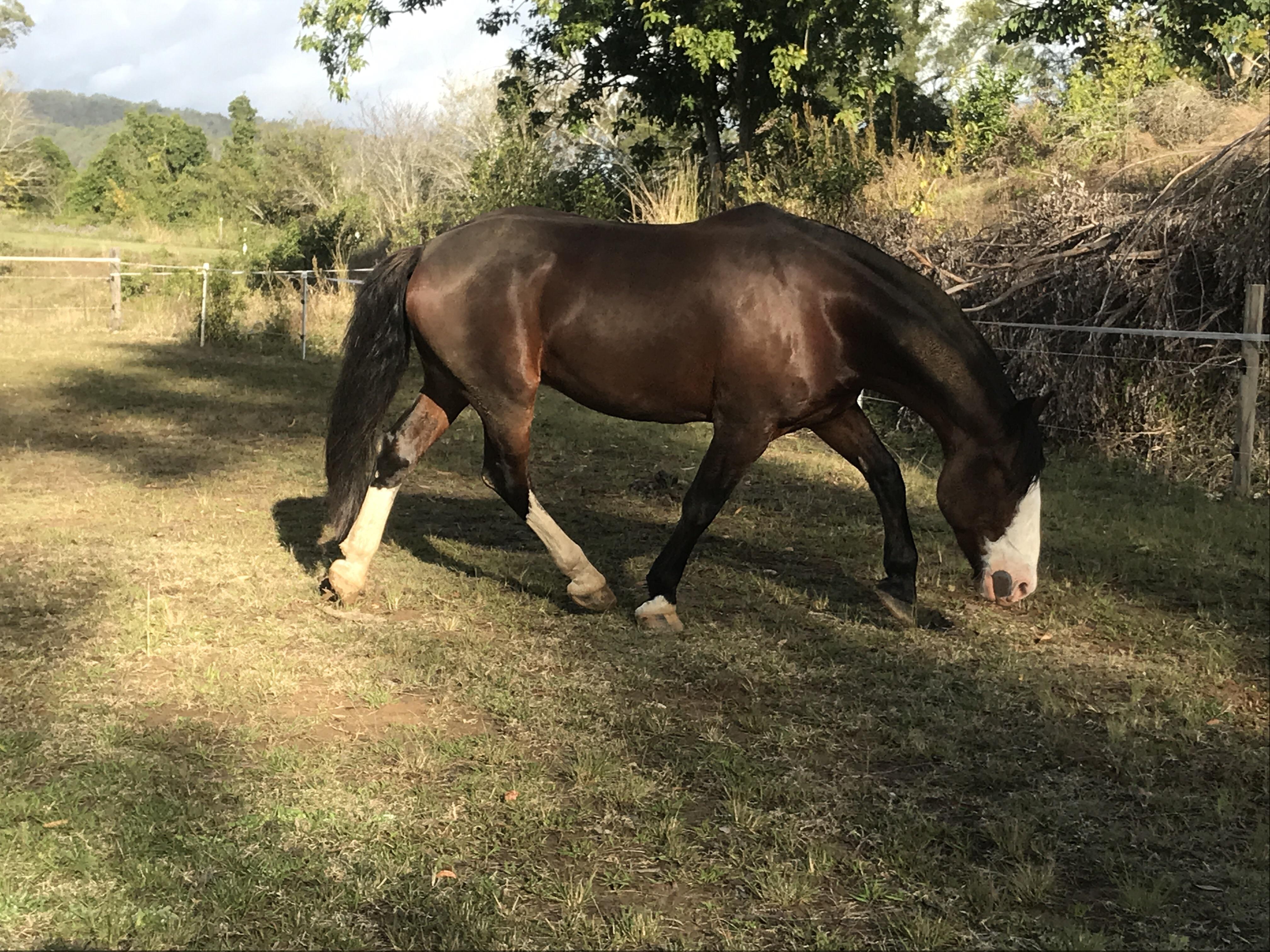 I just love the way this horse moves! He knows his stretching is