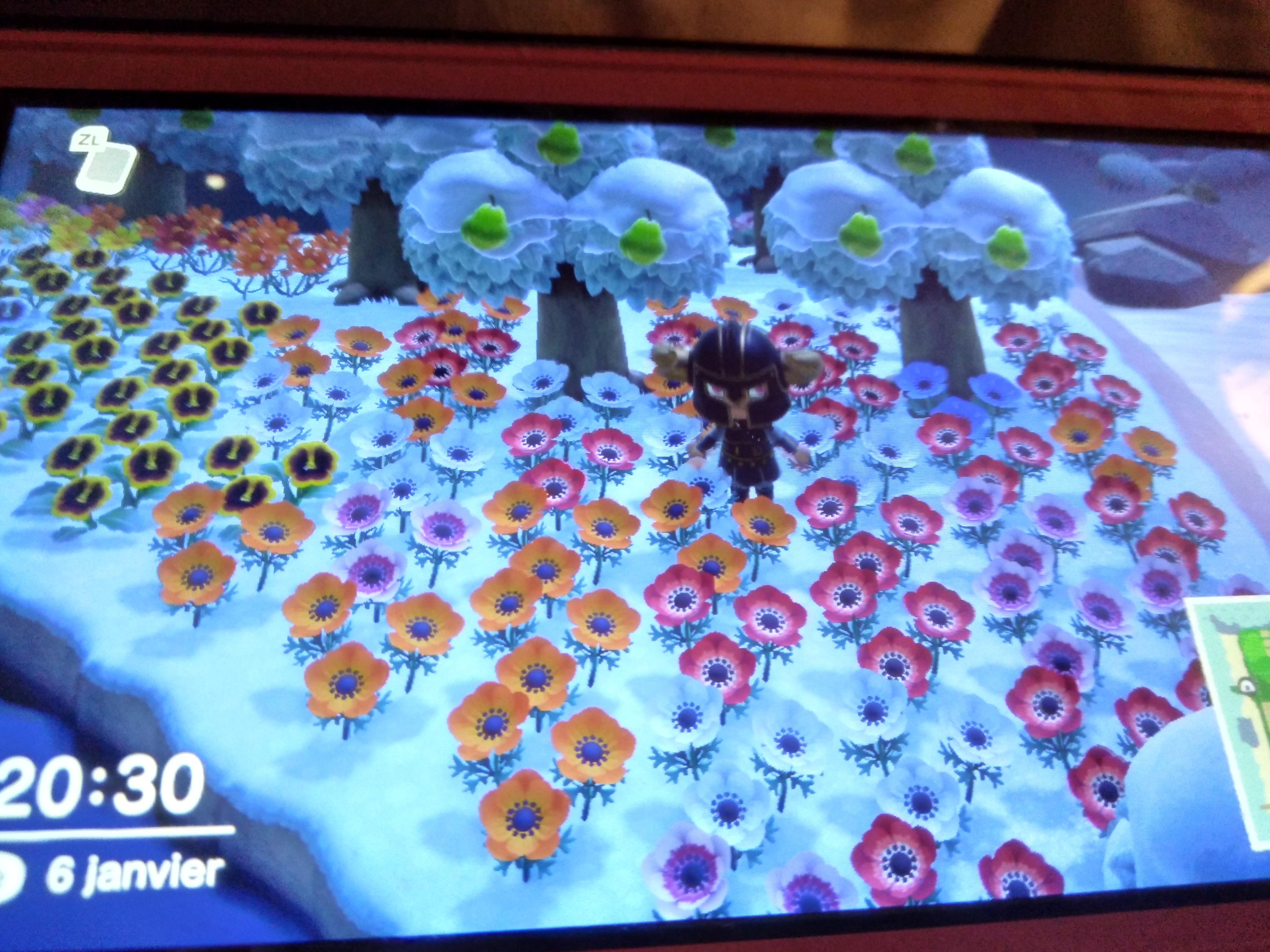 Let my flowers go crazy and now that I want to do something with my